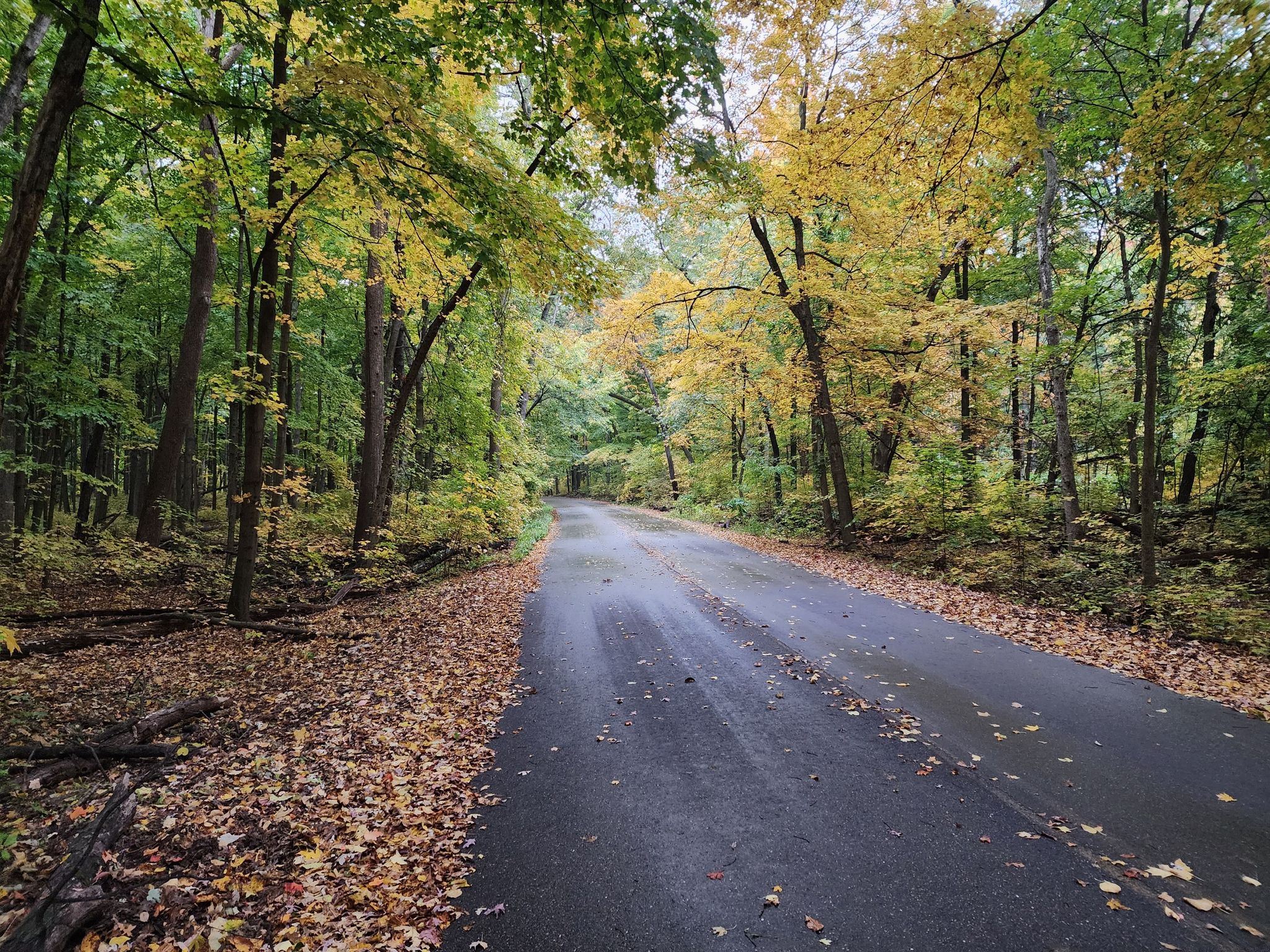 Paved road winding through a forest with green and yellow autumn leaves. - Lake Monona Loop and Capital City Trail