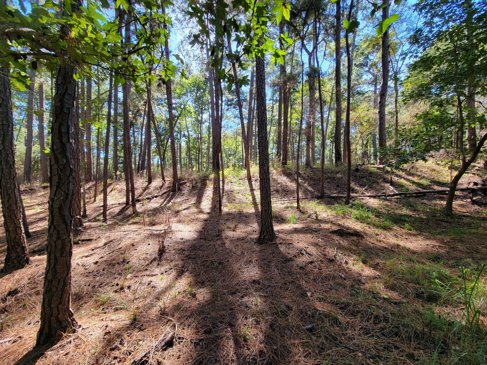 Sunlight streams through tall pine trees, creating long shadows on the forest floor. - Huntsville State Park Trails – Nature Center loop from Huntsville State Park
