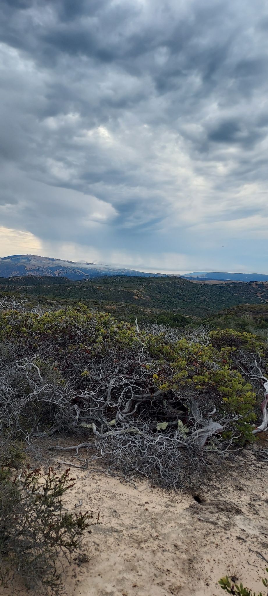 Overcast sky above dense, gnarled shrubs and distant rolling hills. - Leary Hill – Elliott Hill loop from Seaside