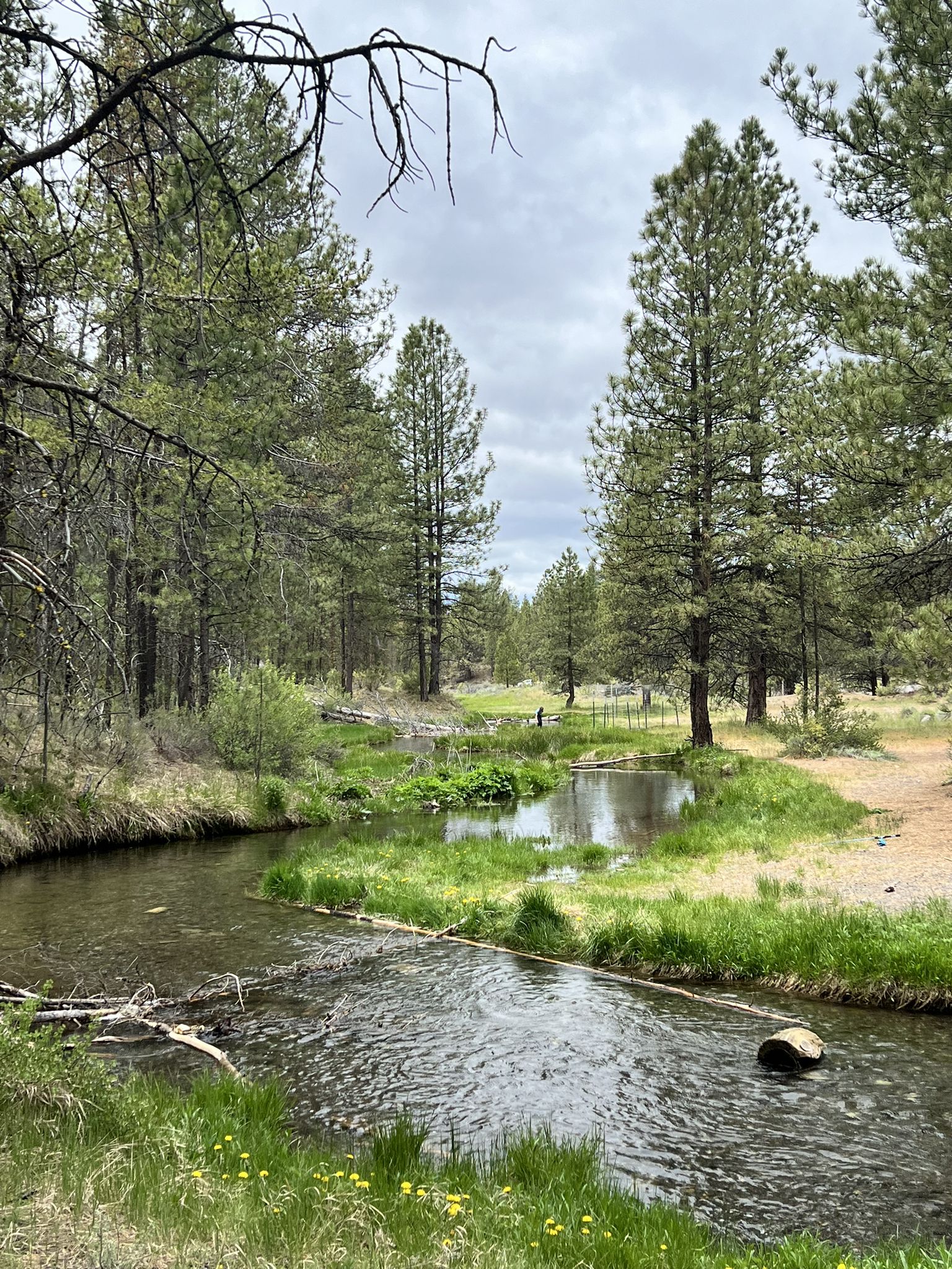 A winding stream flows through a grassy meadow and pine forest. - Bridge over Paulina Creek – McKay Crossing Falls loop from Trailhead