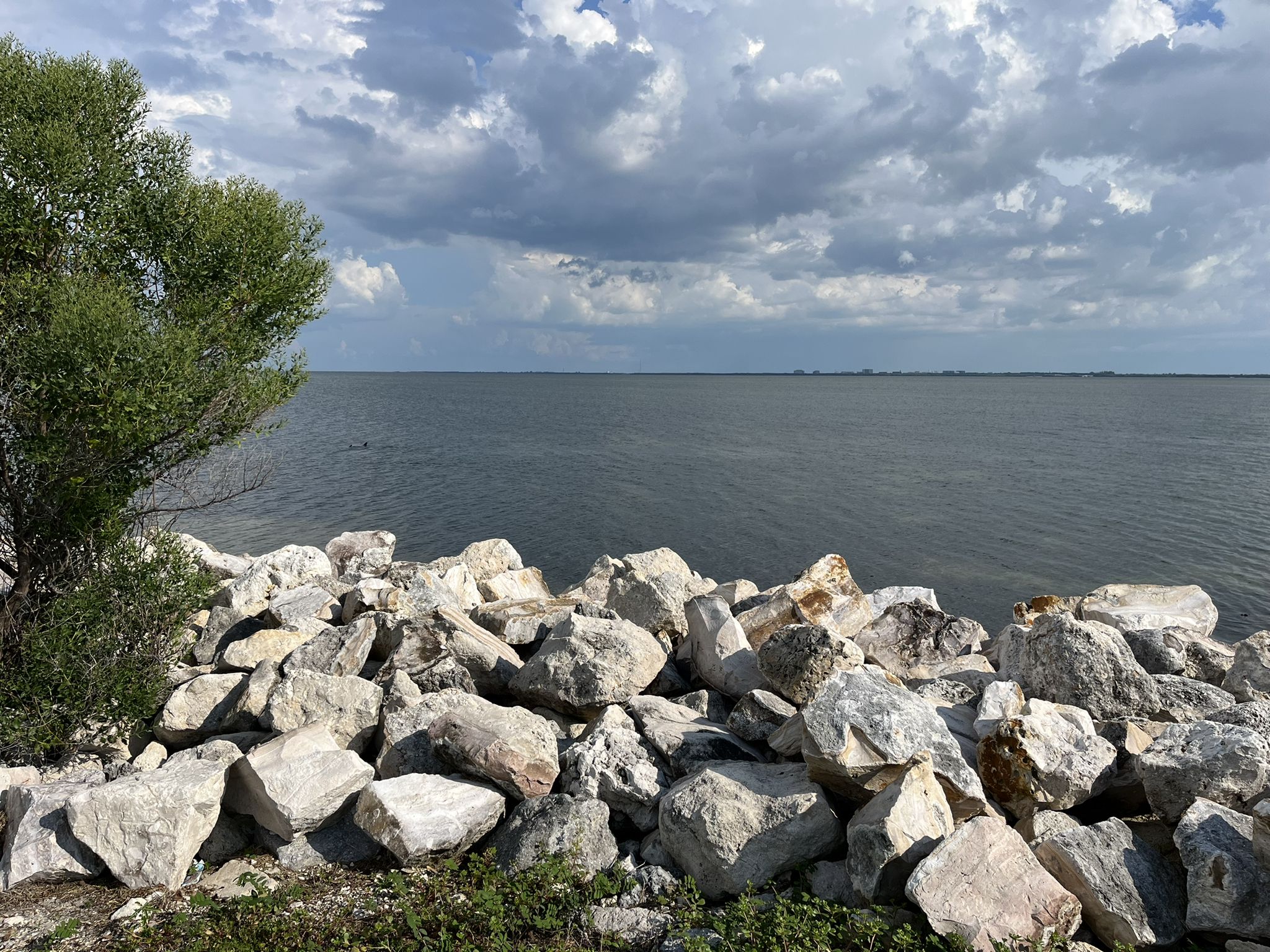 Rocky shoreline and green bush overlooking a vast, dark ocean under cloudy sky. - Ream Wilson Trail – Cliff Stephens Park loop from U.S. Highway 19 North & Haines Bayshore Road