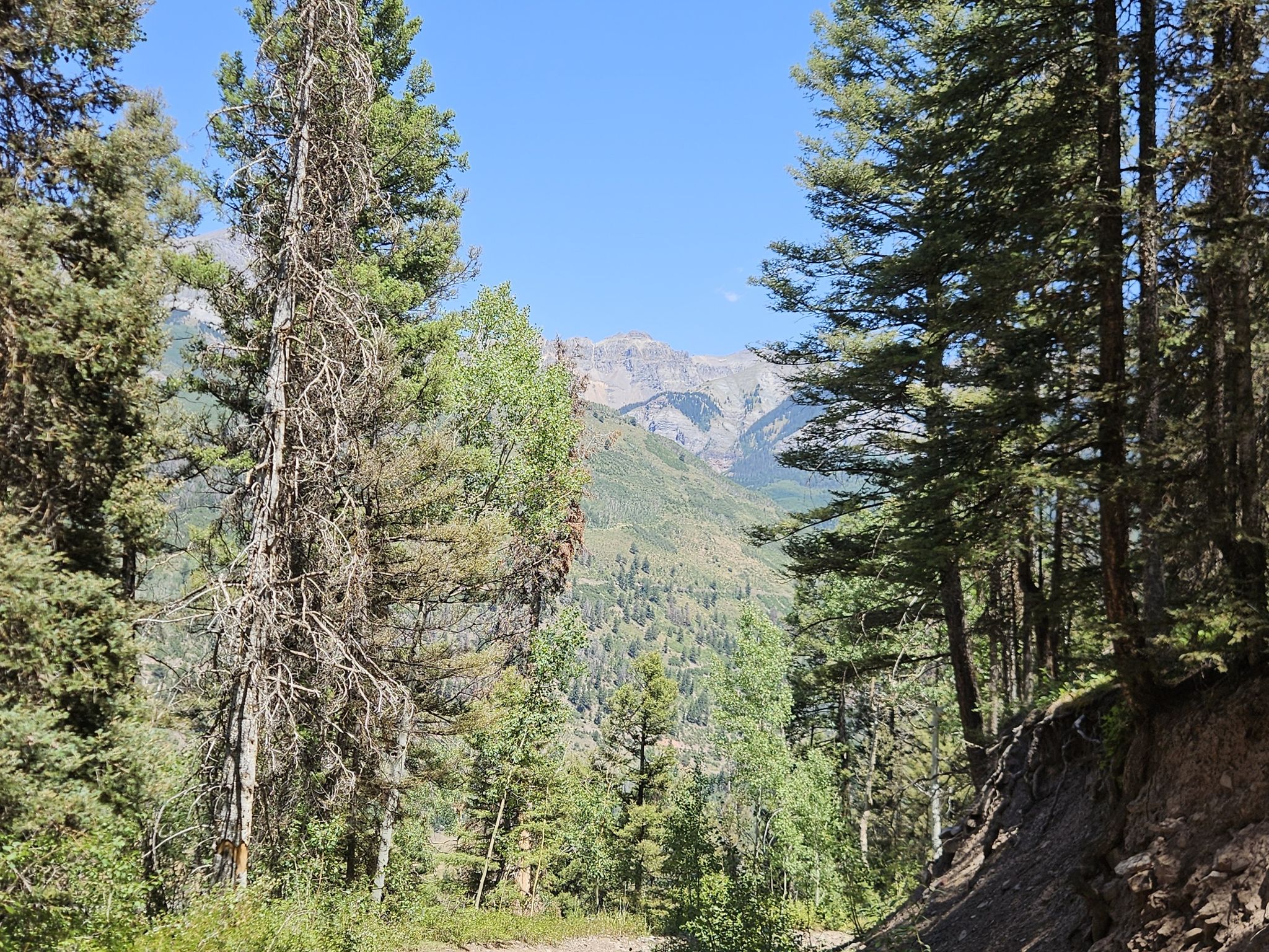 Dense forest frames distant mountains under a clear, bright sky. - Galloping Goose and Valley Floor Loop