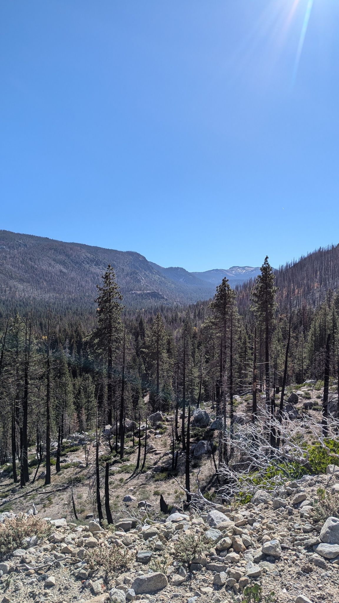 Sunny view of a valley filled with many burnt trees and rocky terrain. - Old Meyers Grade to Echo Summit