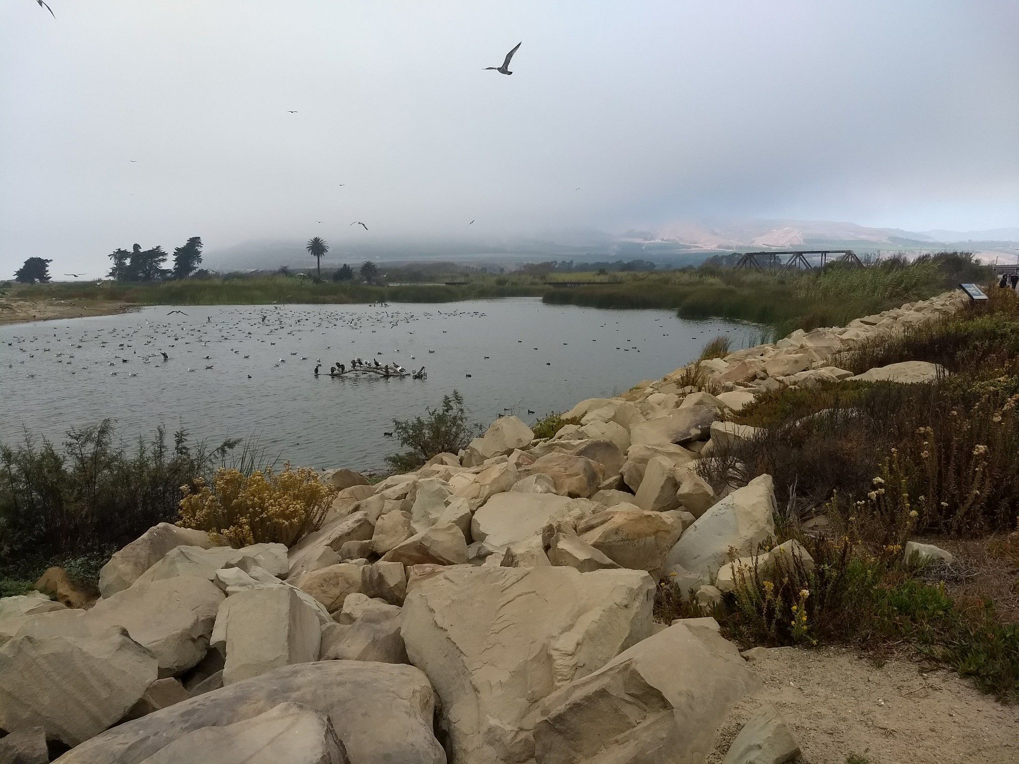 Wetland with many birds on water, surrounded by rocks and vegetation under cloudy sky. - Ventura County Fairgrounds – Surfers Point Beach loop from Ventura