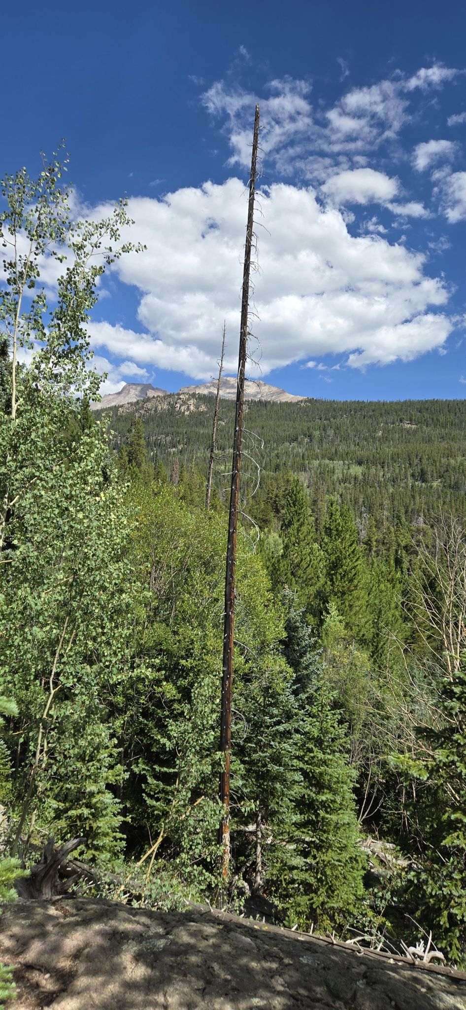 Tall, bare tree trunk in a vibrant green forest under a bright blue sky. - Calypso Cascades and Ouzel Falls via Allenspark Trail