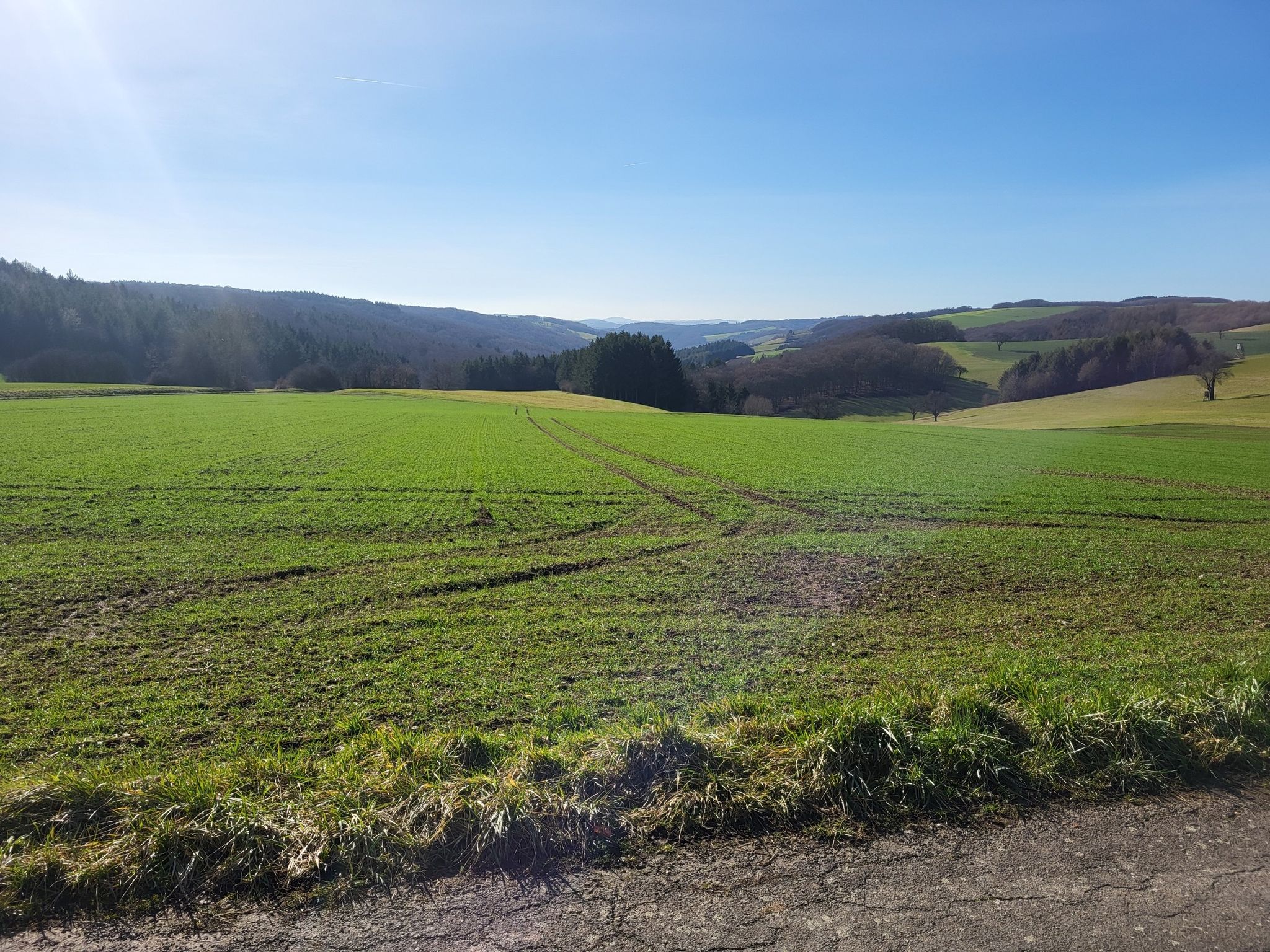 In wenigen Wochen blühen hier die Rapsfelder 😃