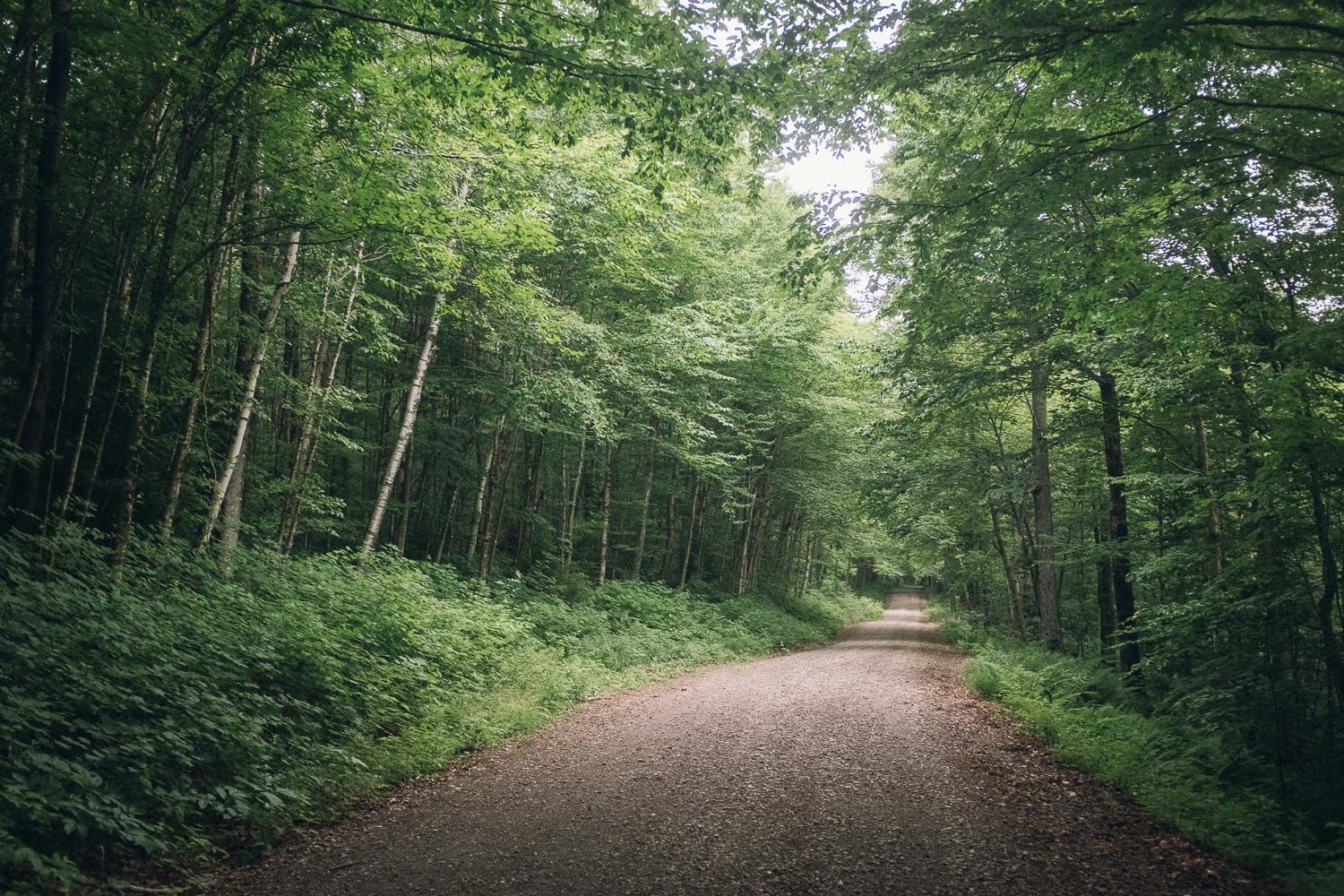 Gravel path winding through a dense, lush green forest. - Silver Lake loop from Branbury State Park
