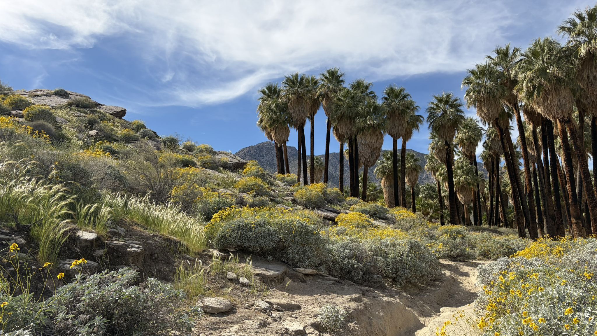 Tall palm trees and yellow wildflowers on a desert hillside. - Murray Canyon Trail