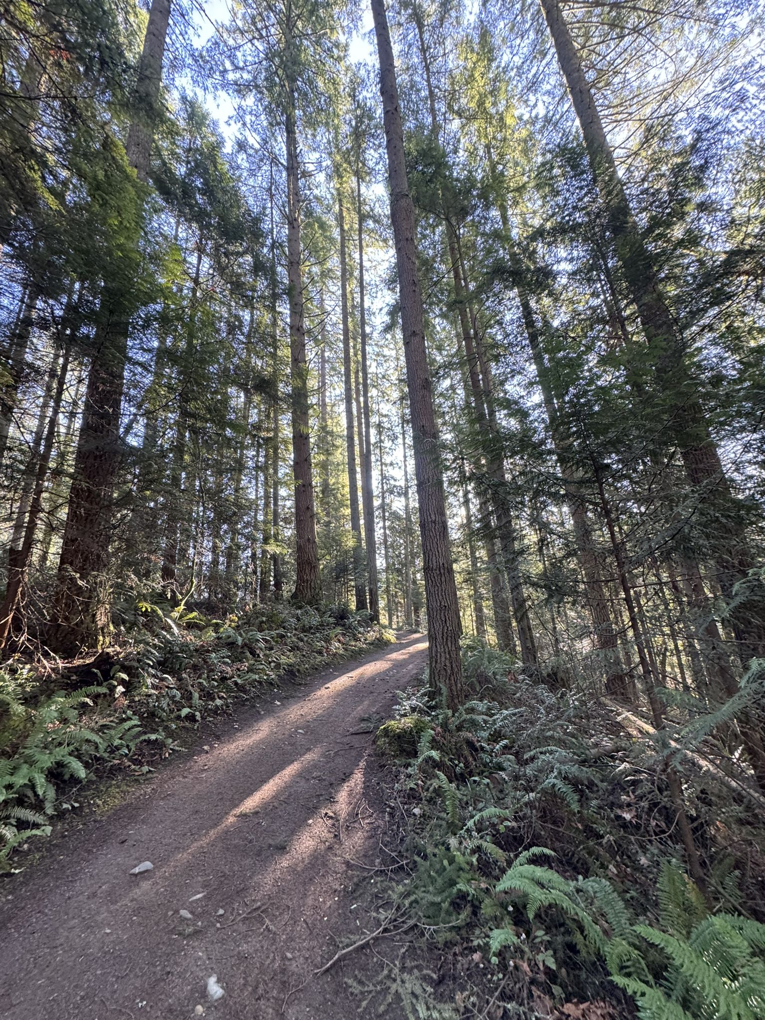 Dirt path ascending through a tall, dense forest, bright sunlight filtering through. - Trillium Trail Loop