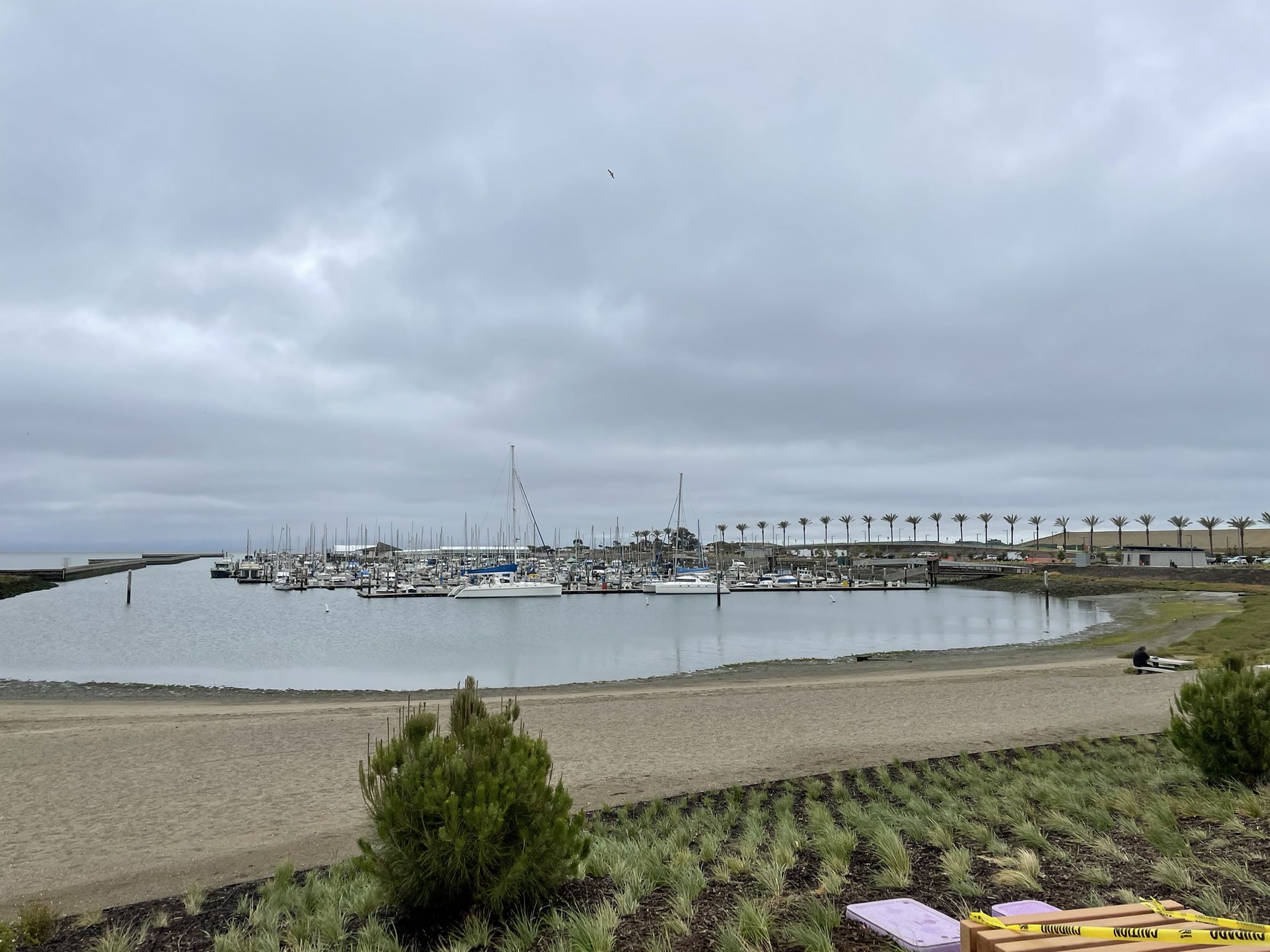 Marina with many boats docked, a sandy beach, and palm trees under an overcast sky. - Former Liberty Ship Wharf – Sierra Point Fishing Pier loop from Oyster Point Marina Park