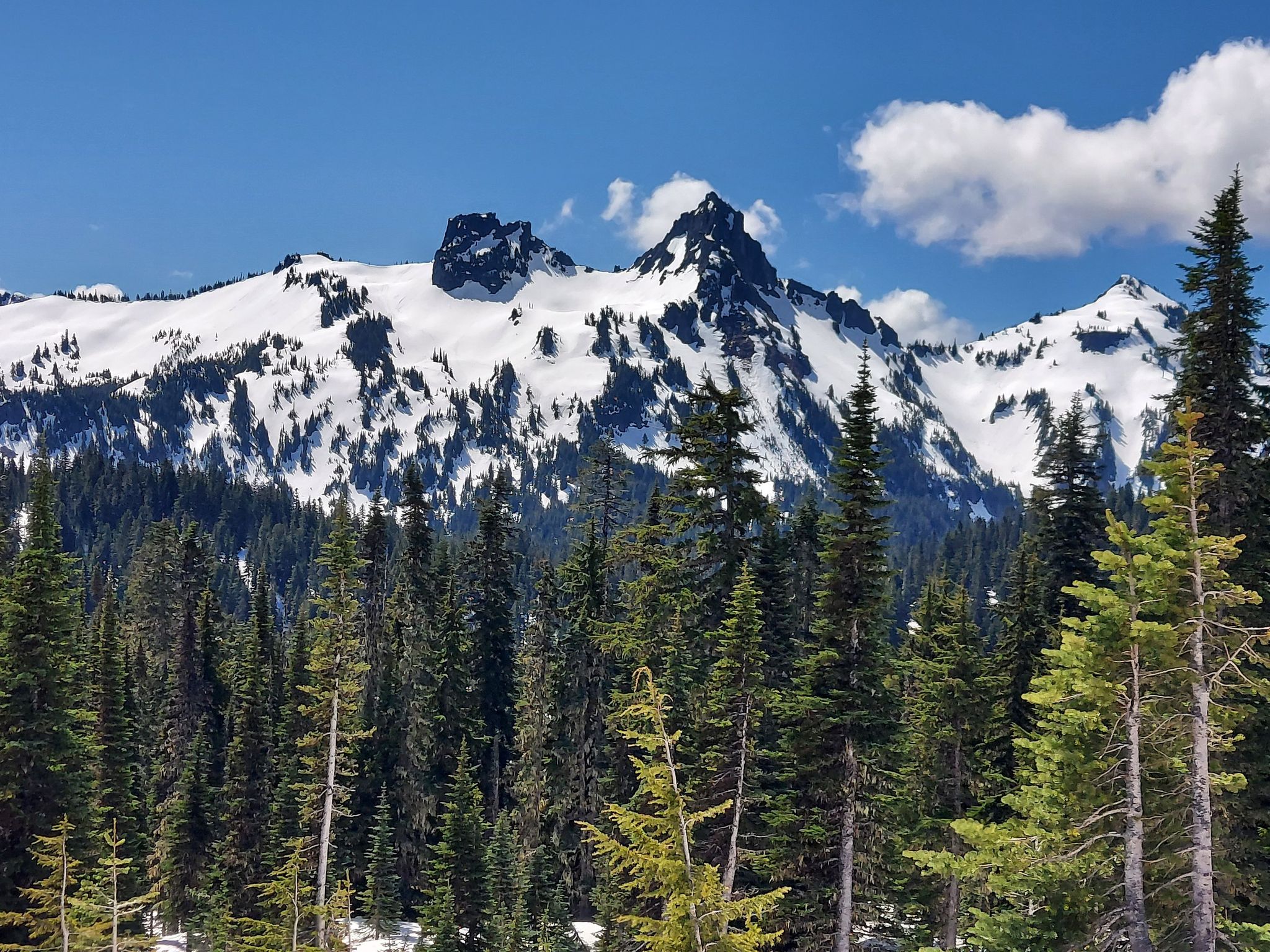 Snow-capped mountains rise above a dense evergreen forest under a blue sky. - Longmire Historic District – Narada Falls loop from Ashford