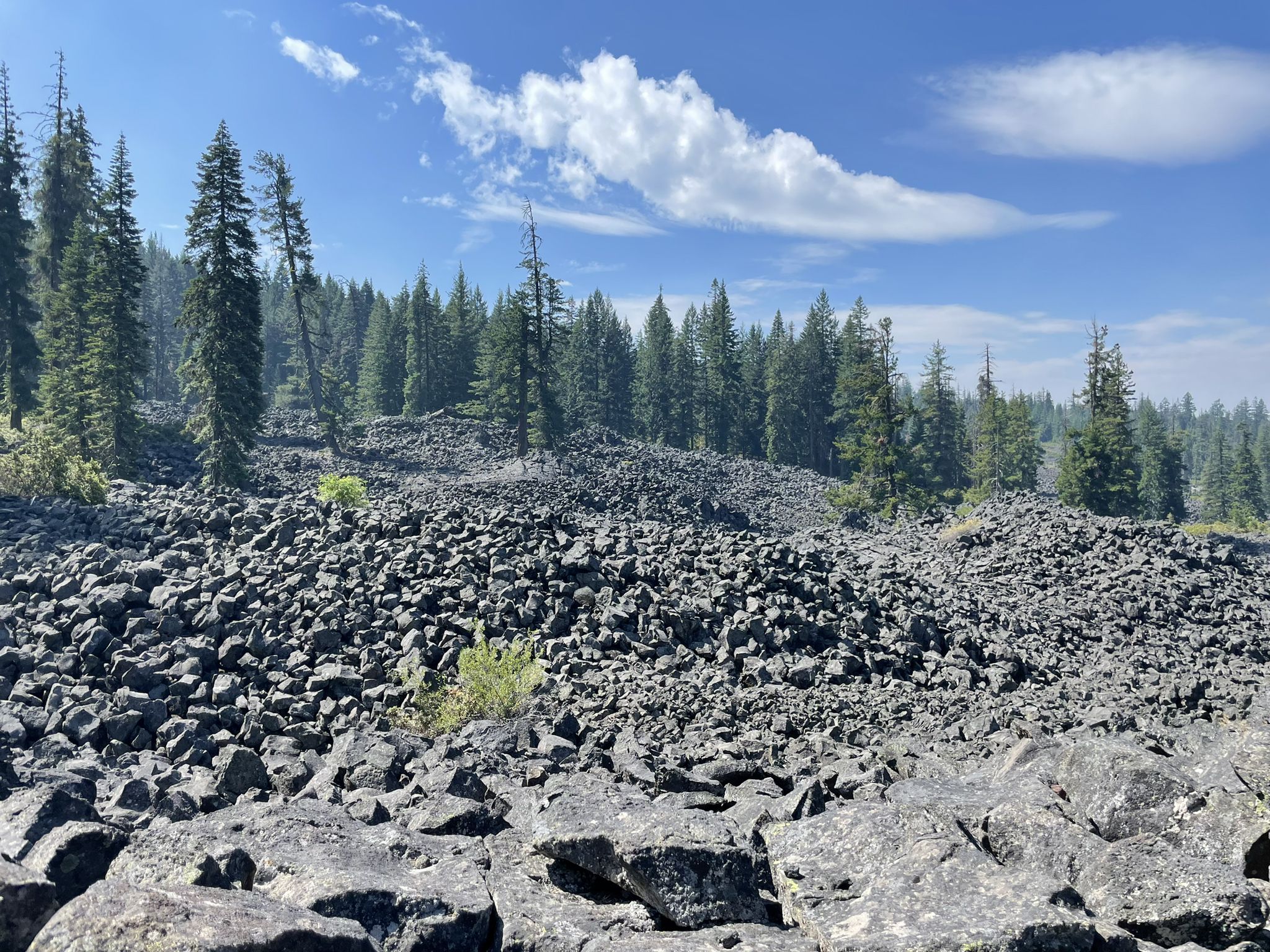 An expansive field of dark, angular rocks with pine trees under a blue sky. - Brown Mountain Trail