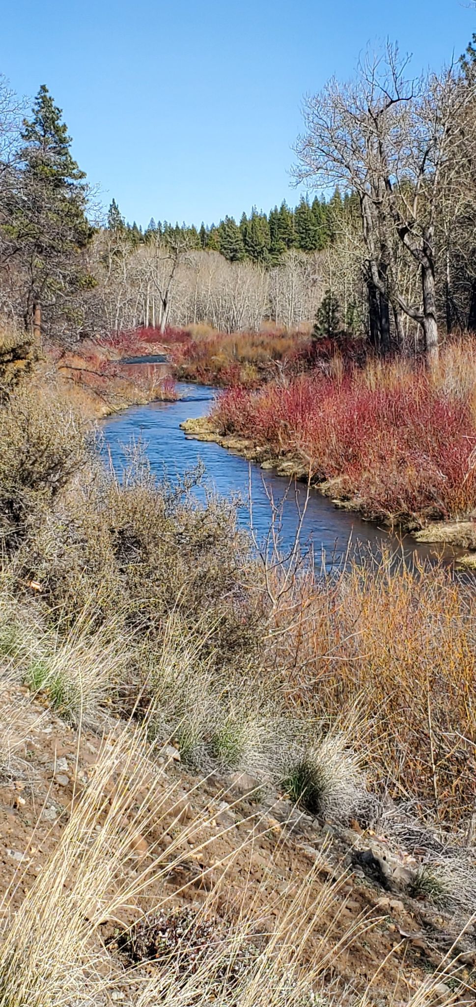 Winding river with red bushes and trees under a clear blue sky. - Bizz Johnson Trail