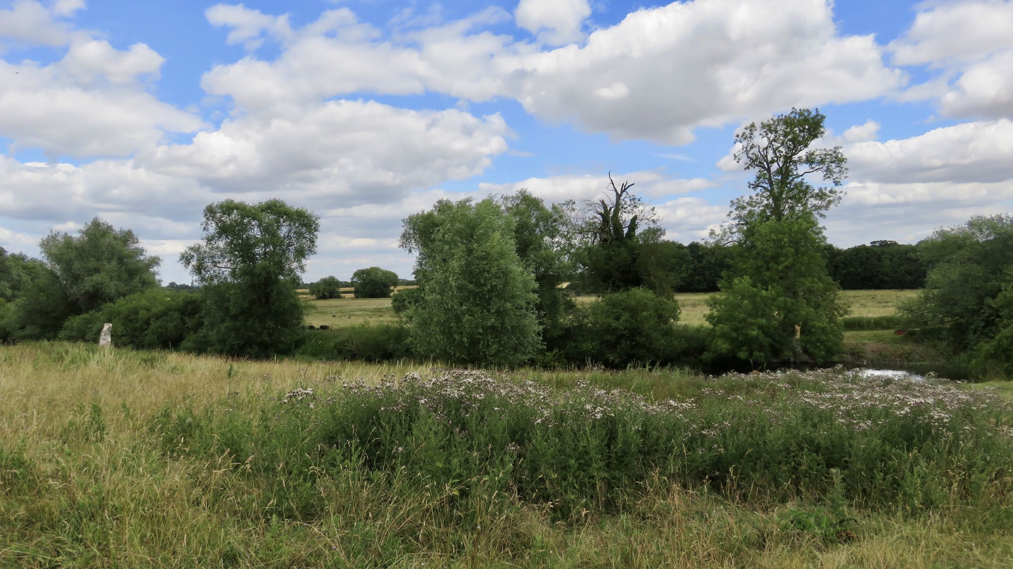 Grantchester Meadows