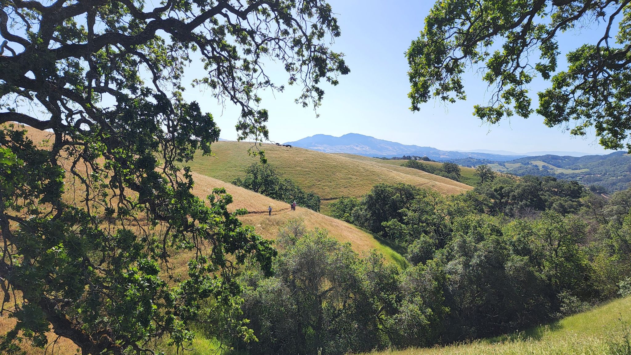 Sunny view of rolling green and golden hills with distant hikers. - Bay Area Ridge and Franklin Ridge Loop