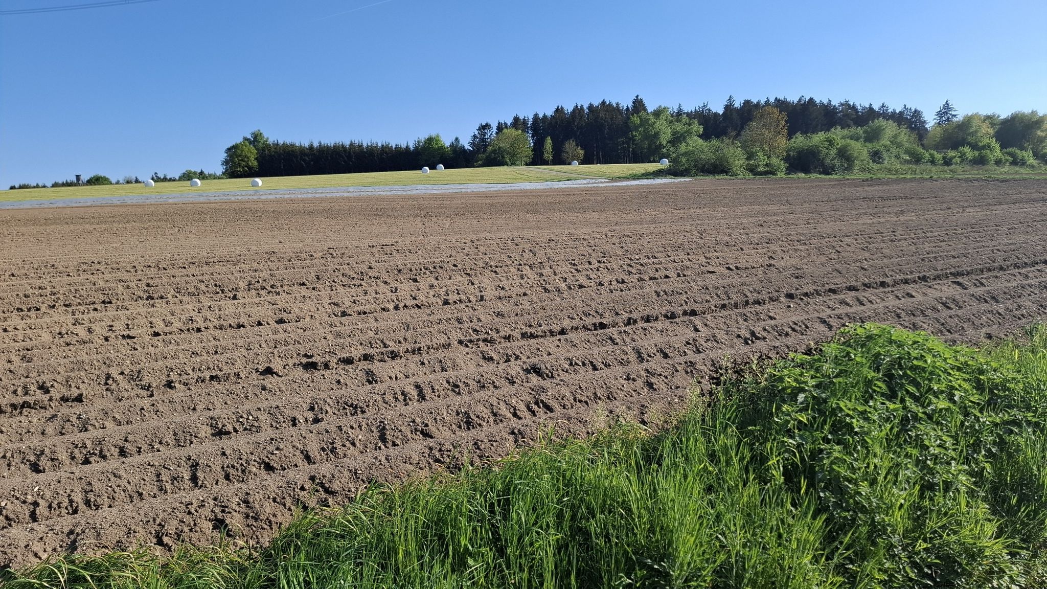 ....links Kartoffel - passt gut zusammen