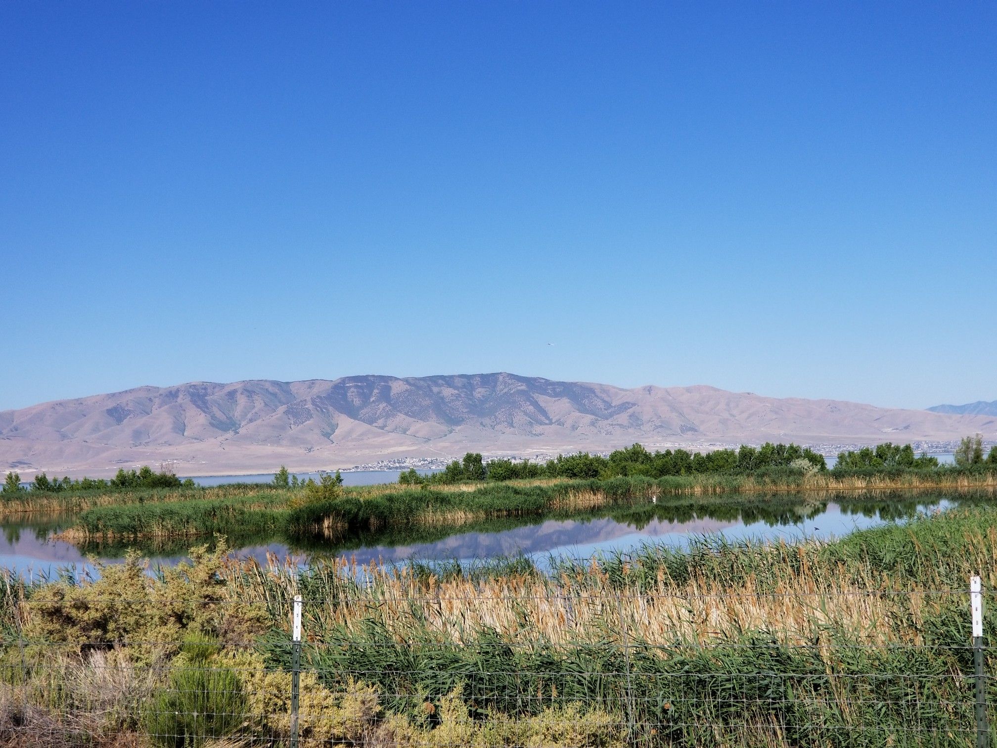 Sunny wetland with reeds, calm water, and distant mountains under a clear sky. - Murdock Canal and Provo River Parkway Loop