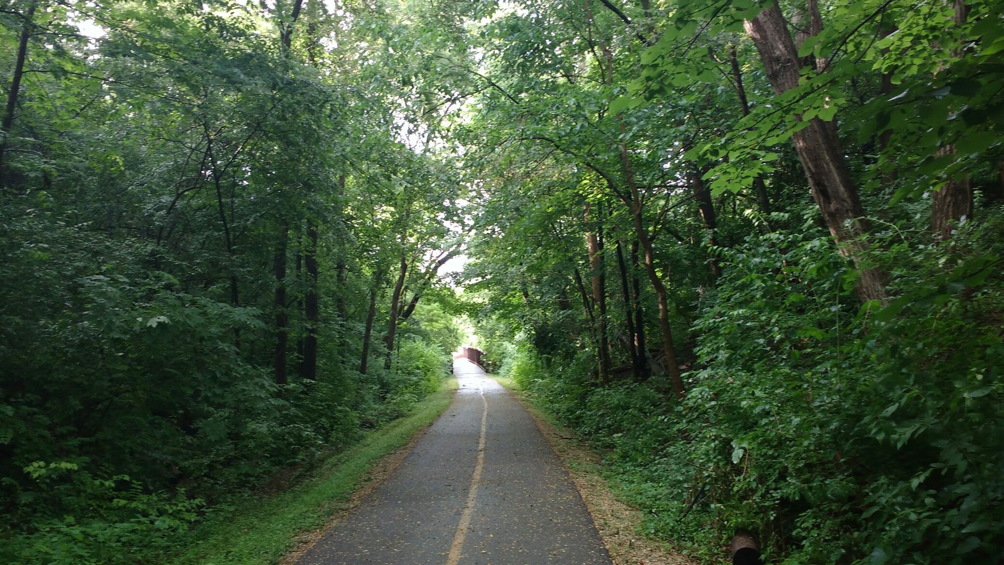 Straight paved path through a tunnel of dense green forest, dappled light. - Bike loop from Algonquin