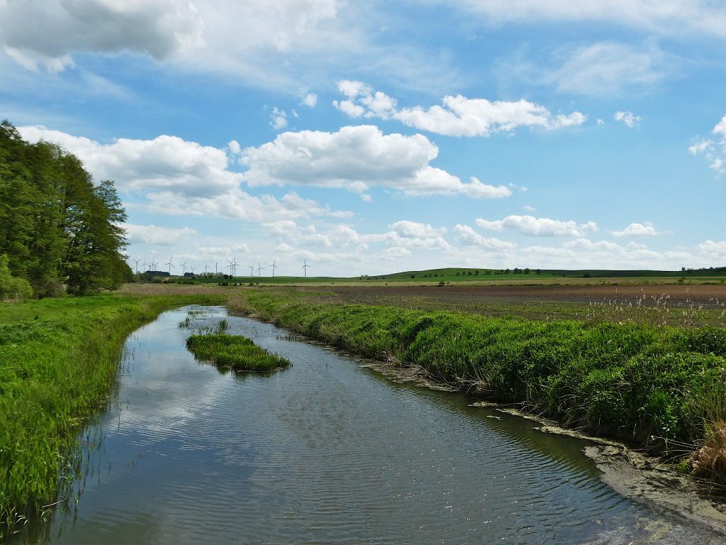 Welse bei der Ziethenmühle