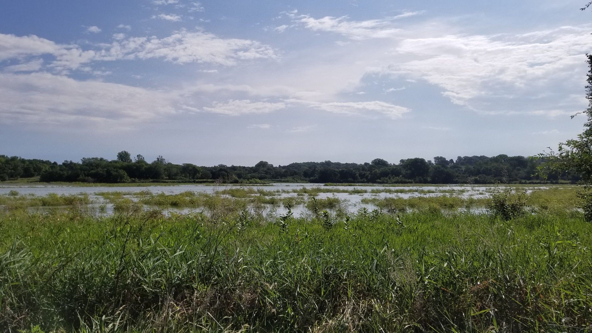 Wetland with tall green grass and water under a partly cloudy sky. - Hastings Banner Park – Keystone Trail loop from Gilmore II Precinct