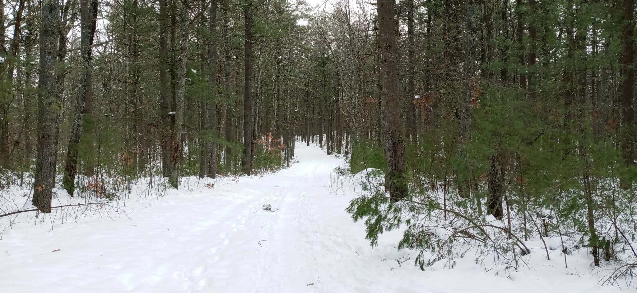 A snow-covered path winding through a dense winter forest. - Megley and High Rock Trail Loop