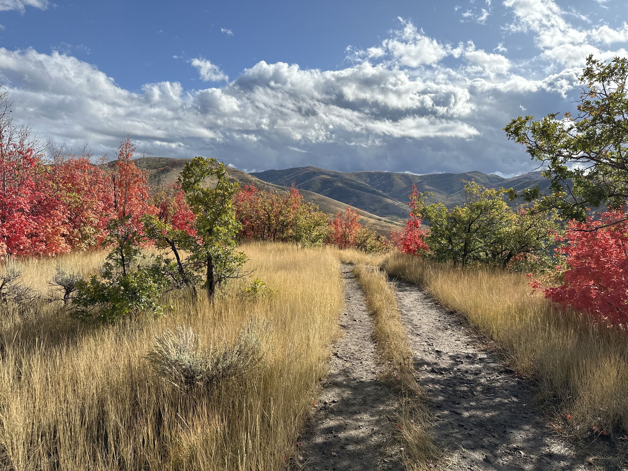 Dirt path through golden grass and vibrant autumn trees under cloudy sky. - Little Mountain Ridge Trail