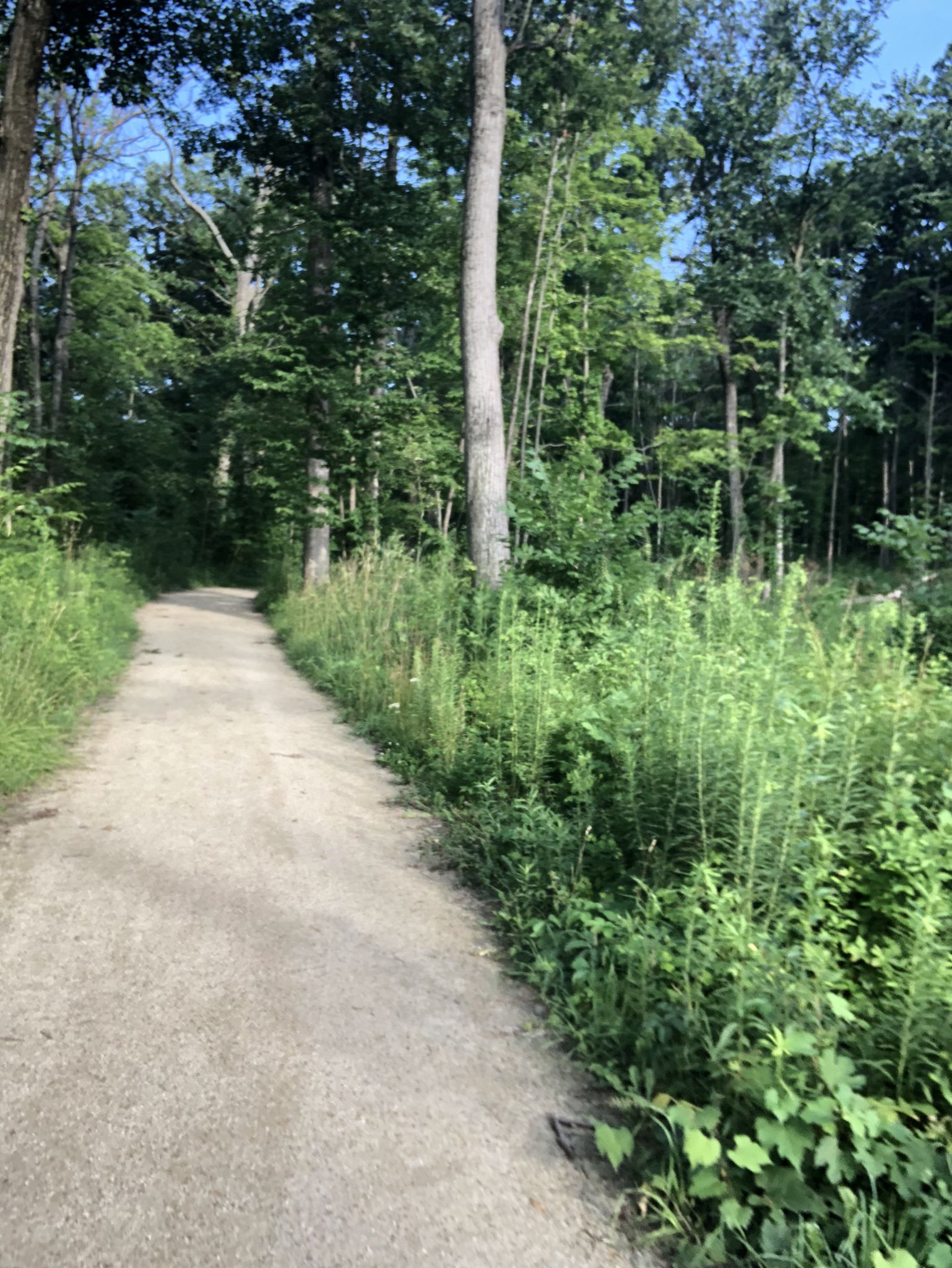 A dirt path winds through a sunlit forest with tall trees and green undergrowth. - Half Day Forest Preserve and Des Plaines River Trail Loop