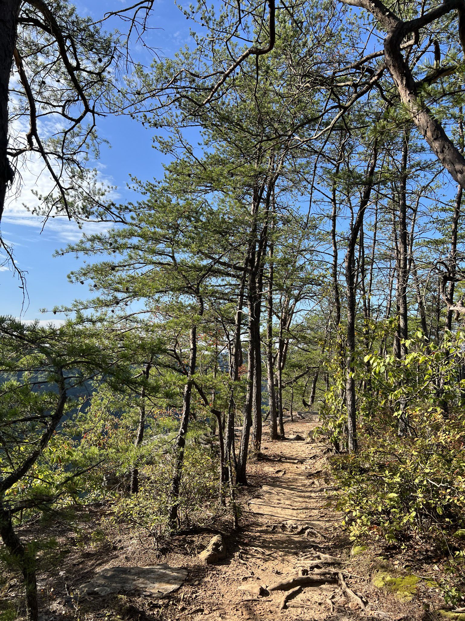 A sunlit dirt path winds through a dense pine forest. - Long Point via Fayetteville Trail