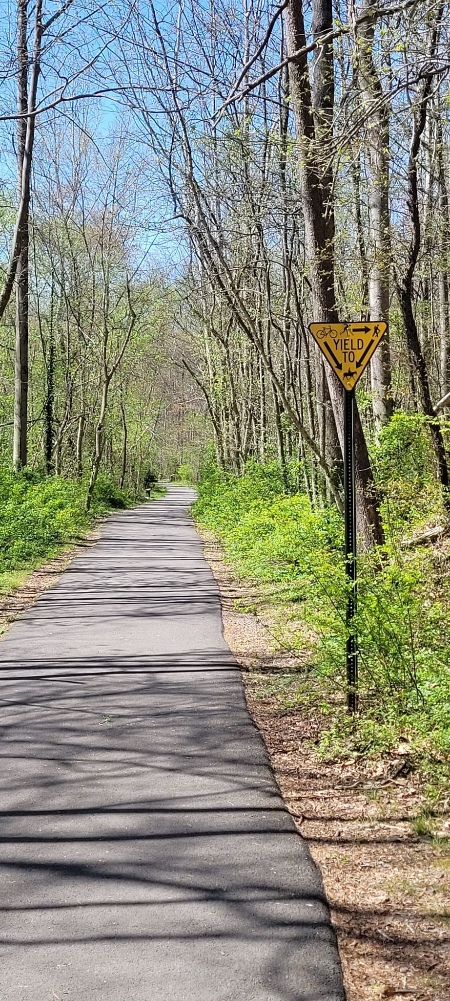 Paved path through a sunny forest with a yellow yield sign. - Wakefield Park – Wakefield MTB Trail System loop from Burke Centre