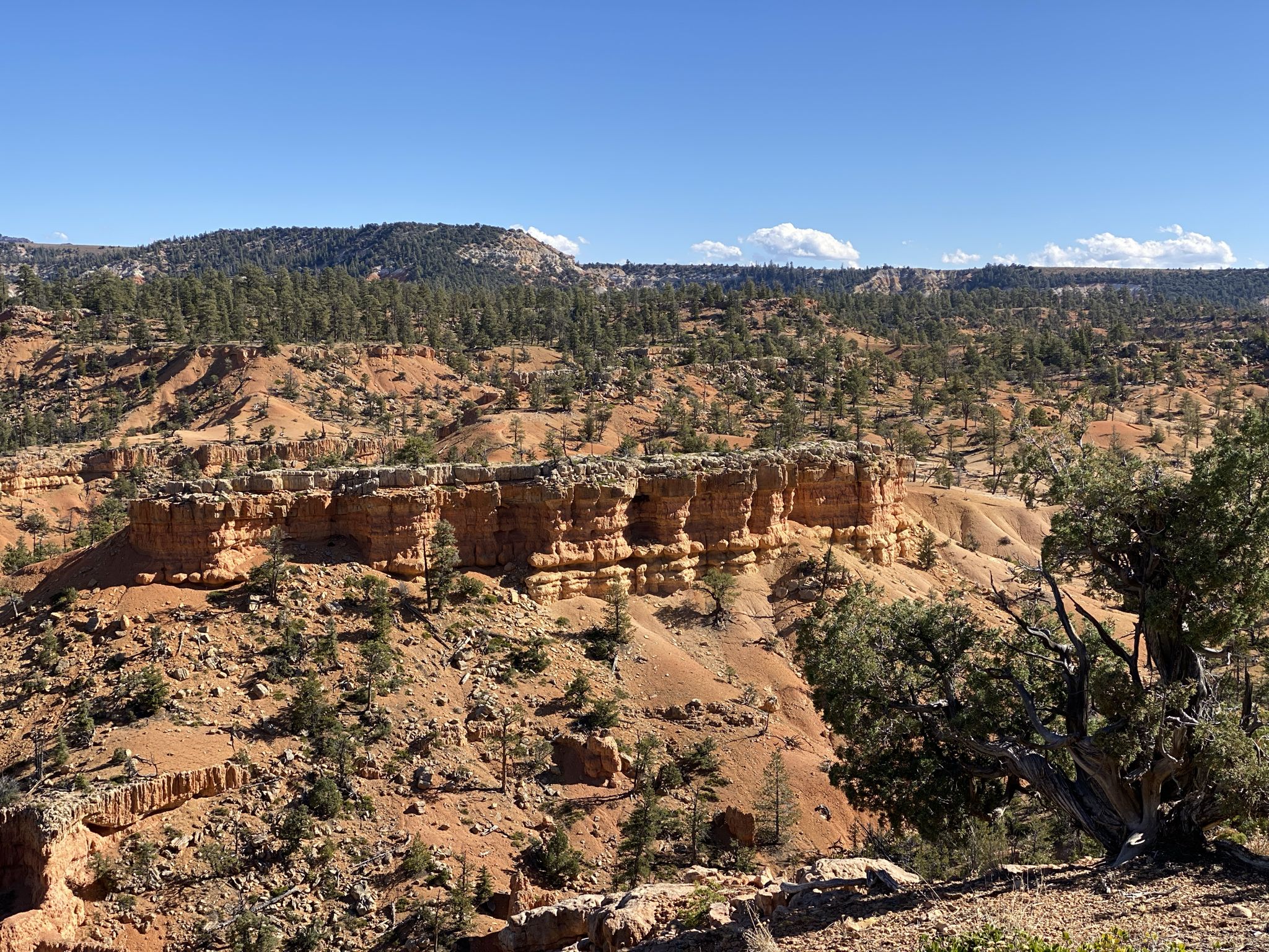 Orange rock formations and green pine trees under a clear blue sky. - Cassidy Trail