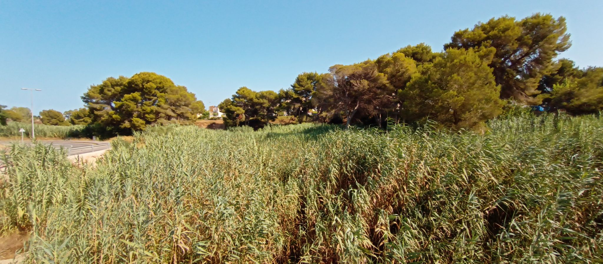 la zpna verde del Rio de las Mil Palmeras