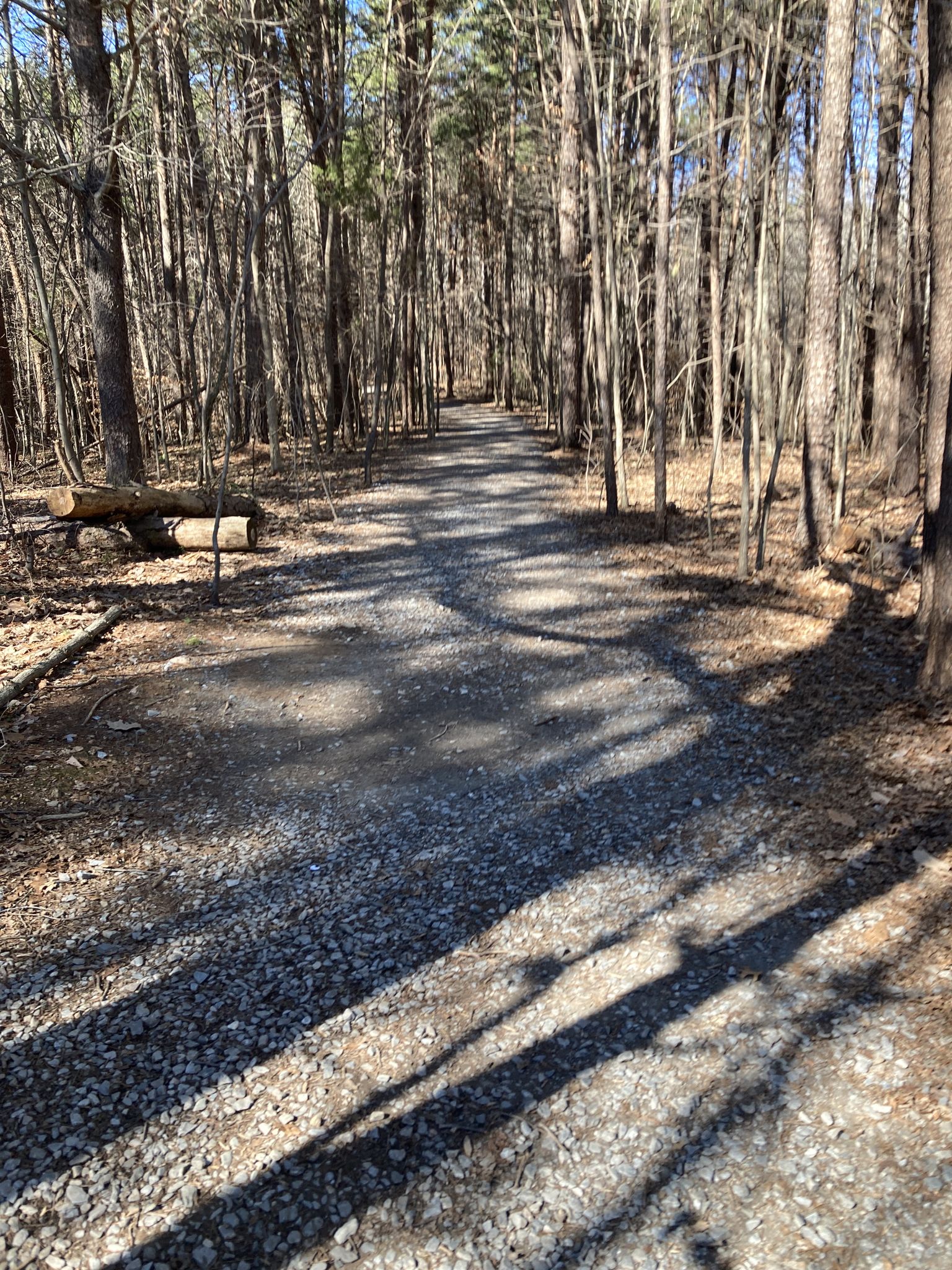 Gravel path through a bare winter forest with long tree shadows. - Pinnacle Trail loop from Crowders Mountain State Park