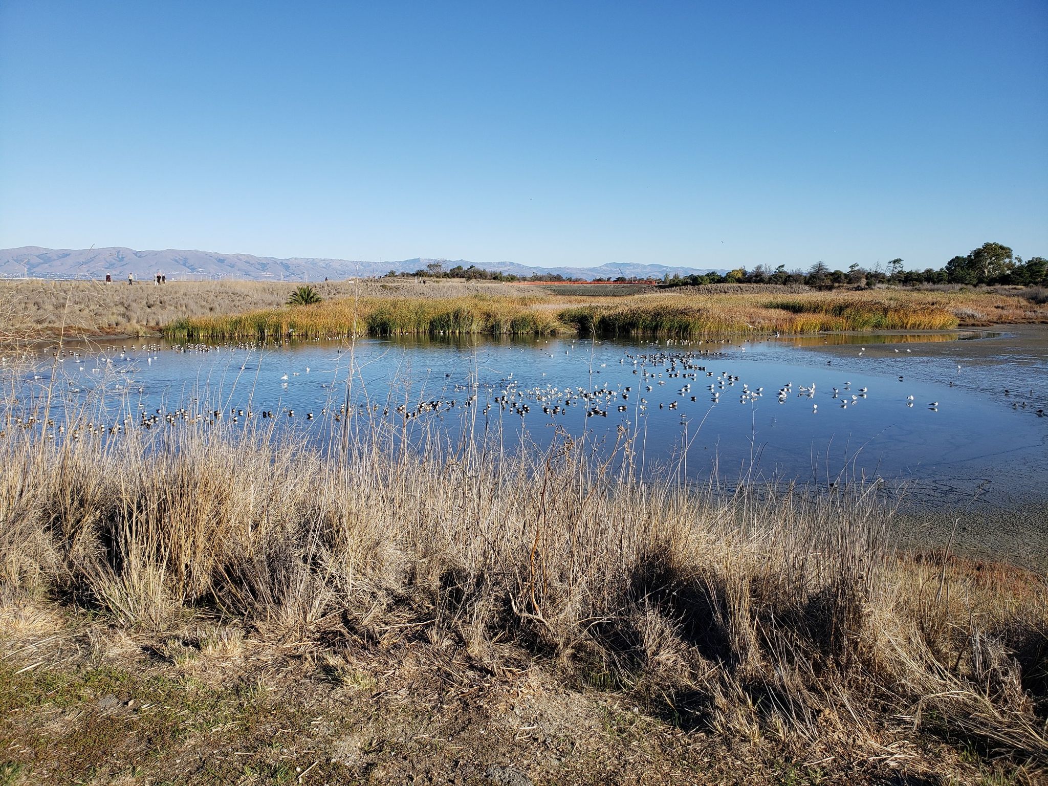 Pond filled with birds, surrounded by dry grass, under a clear blue sky. - San Francisco Bay Trail loop