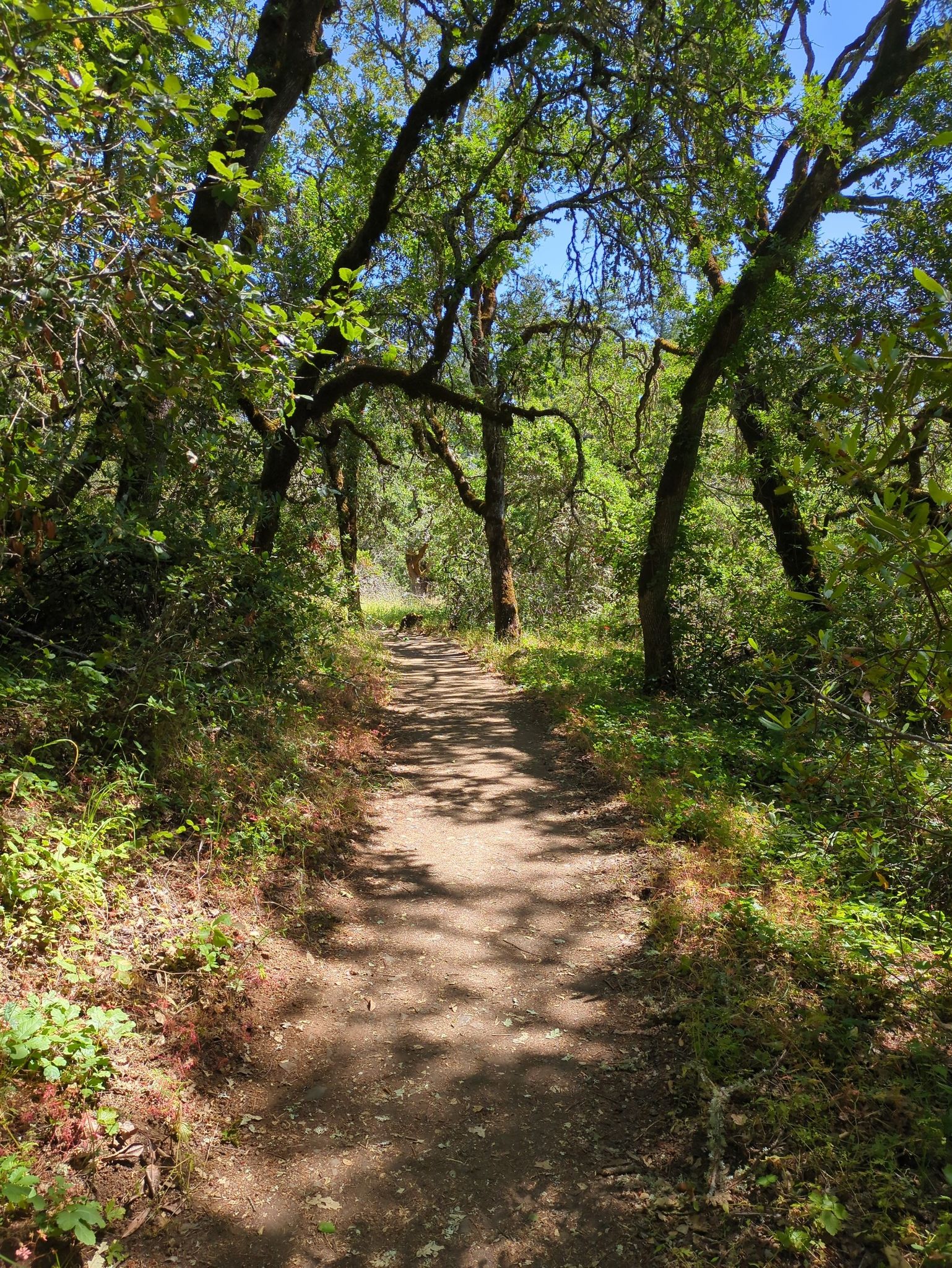 A sun-dappled dirt path winds through a lush green forest. - Wolf House Historic Trail