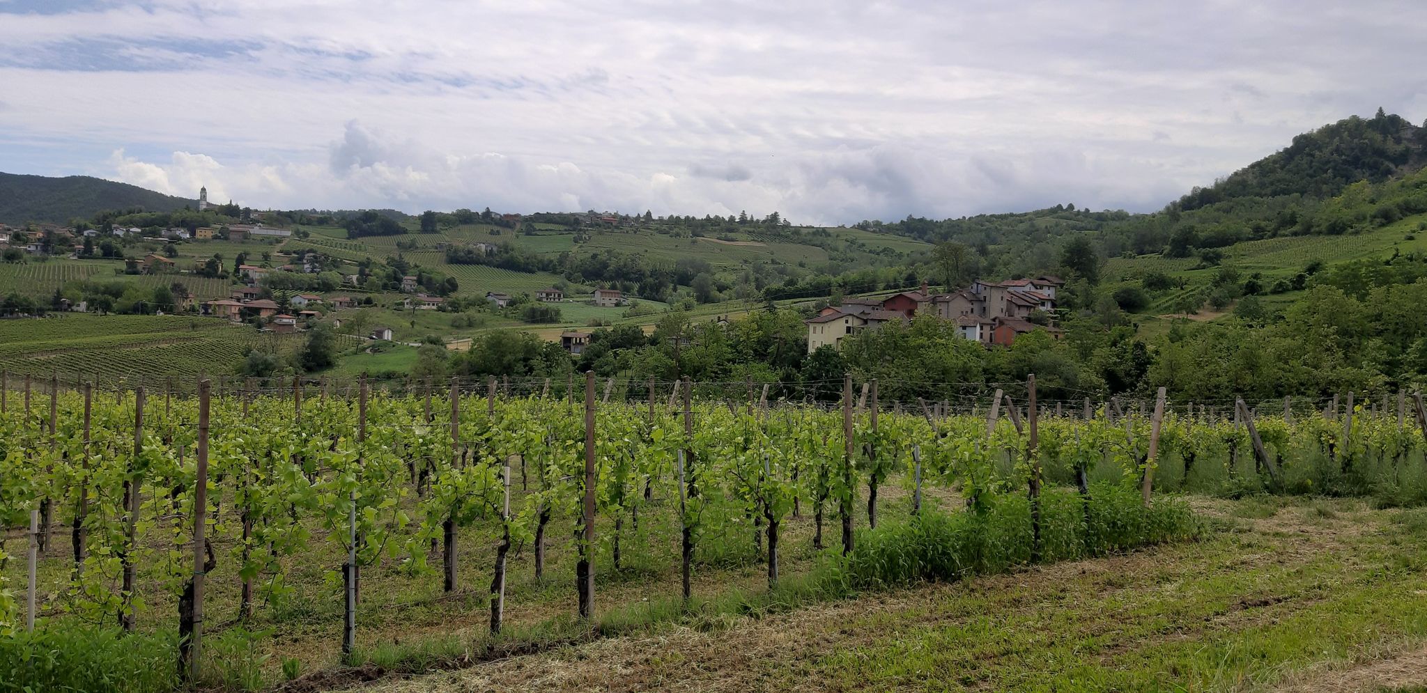 le dolci colline dell'Oltrepò