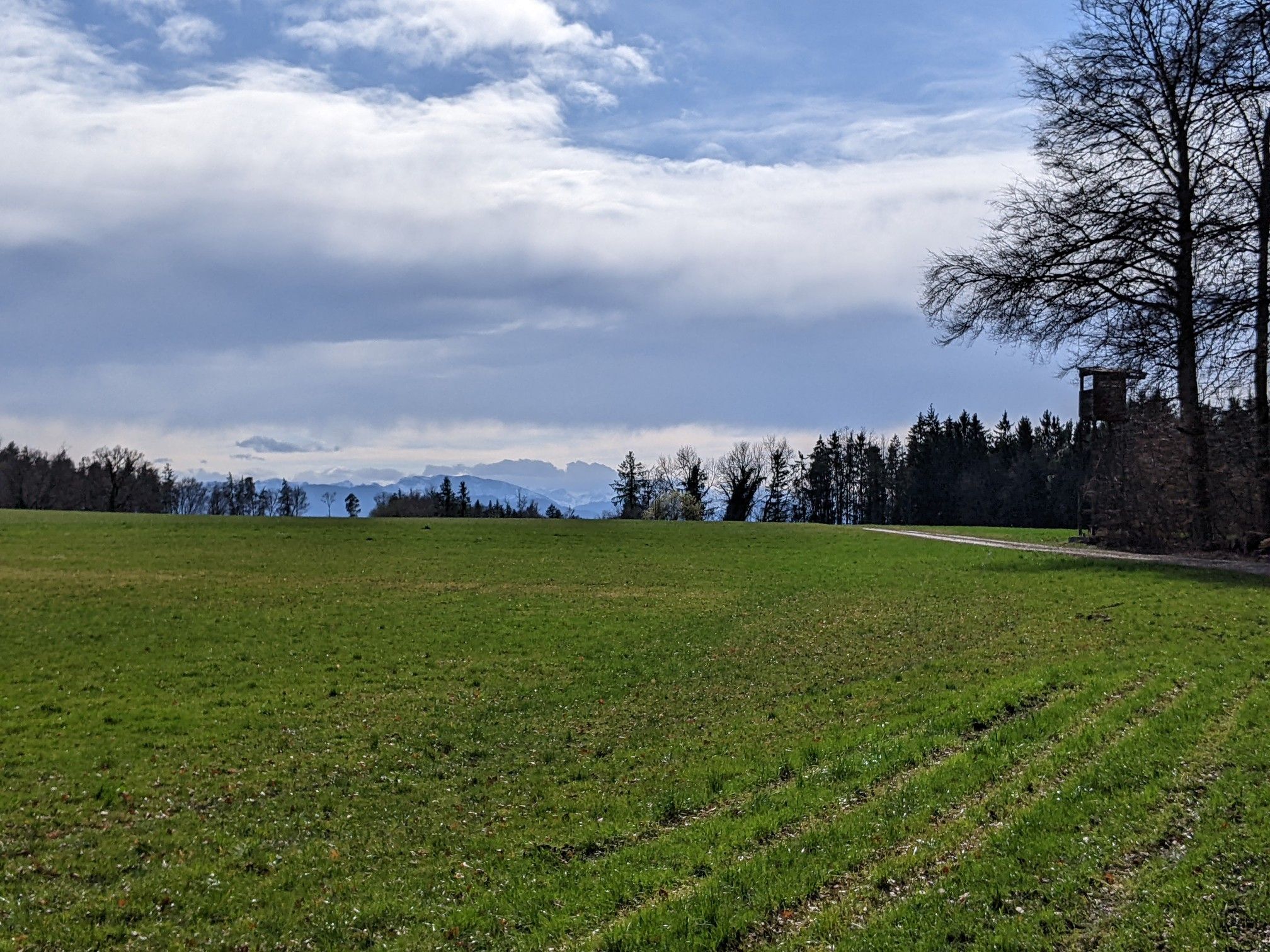 Bergblick vom Waldrand