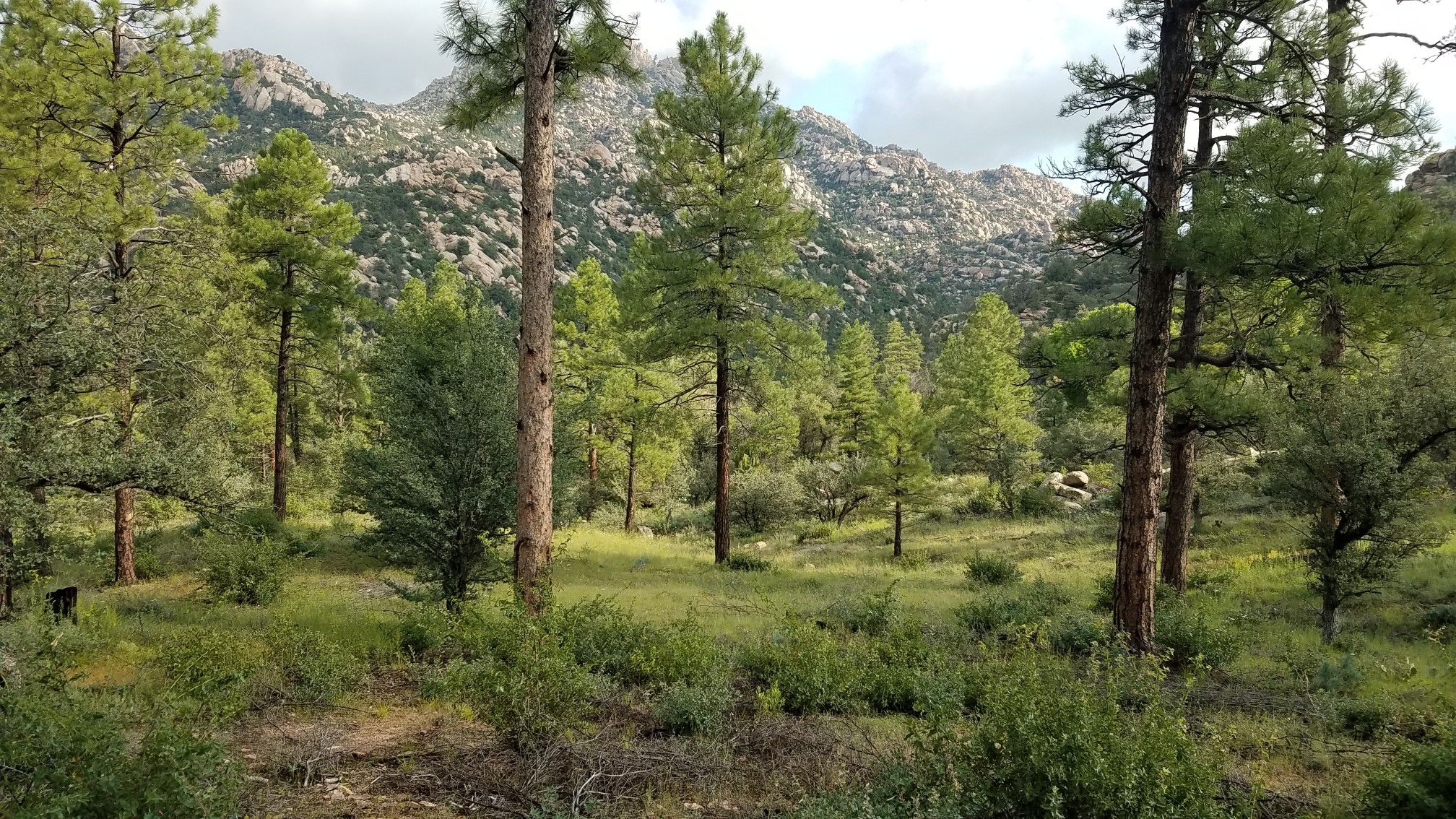 Green forest clearing with tall pine trees and rocky mountains in background. - West Lake Trail #351