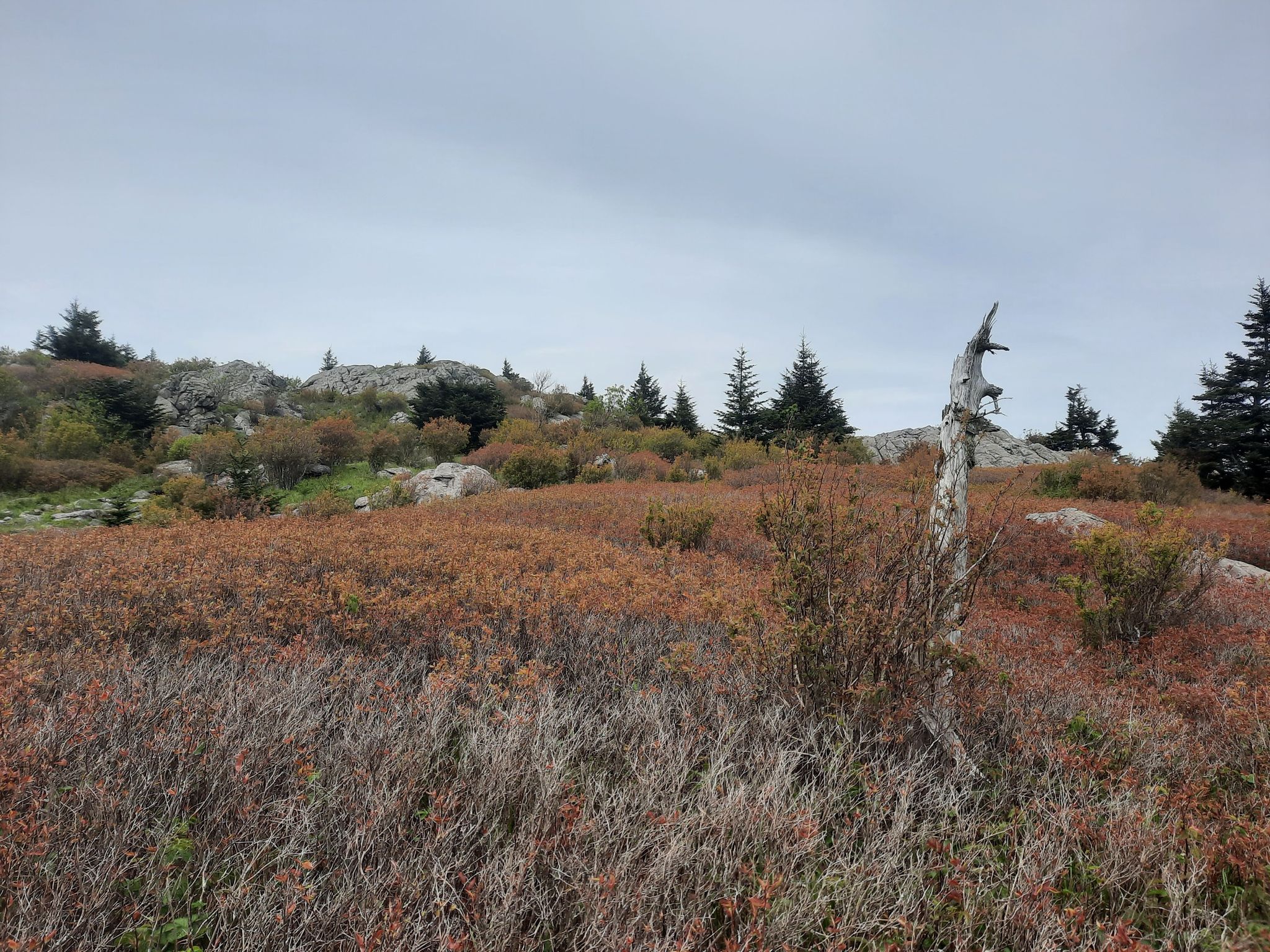 Overcast view of a rocky field with reddish bushes and a dead tree. - Mount Rogers Loop Trail
