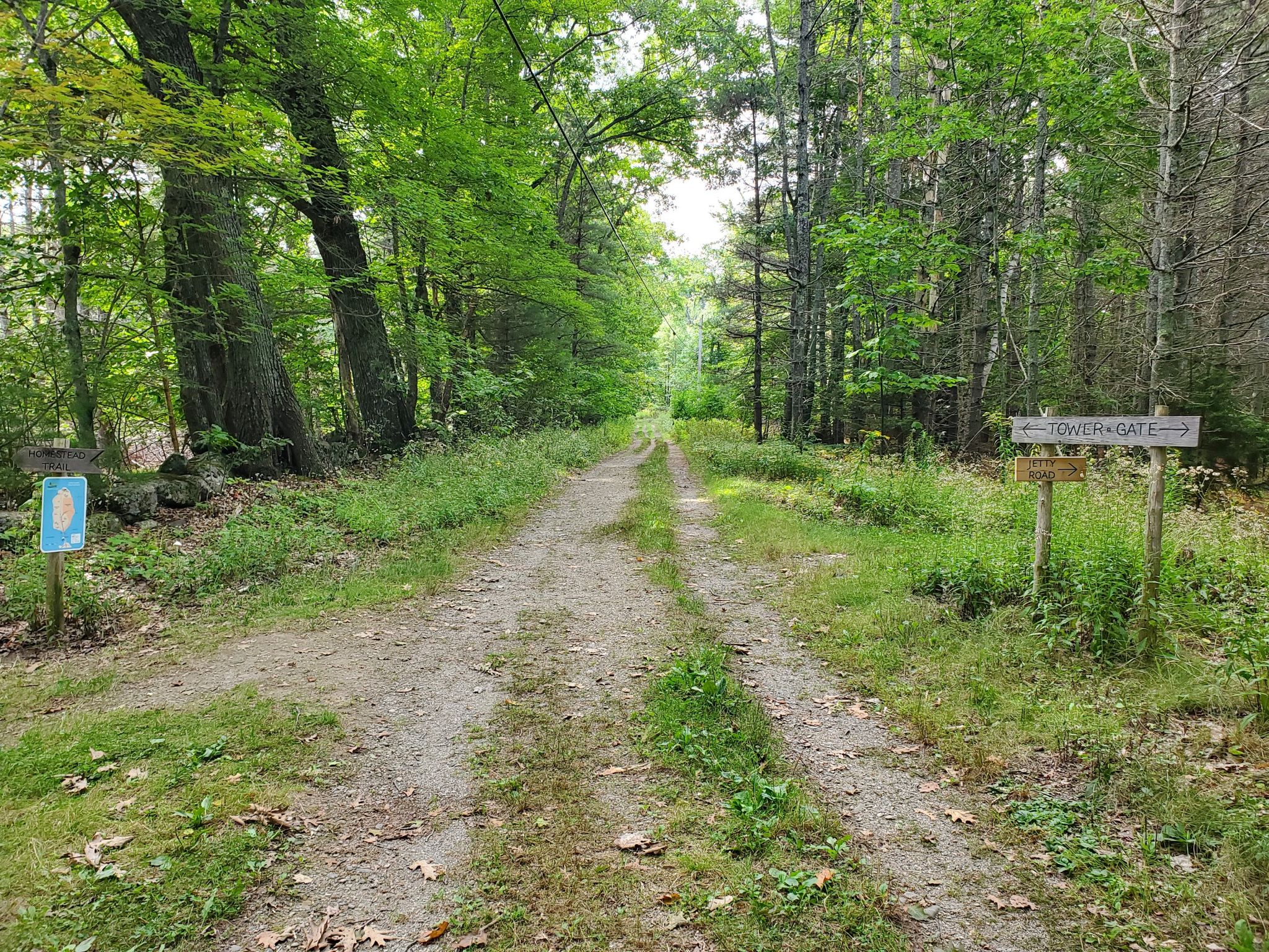 Dirt path through a dense, sunlit forest with trail signs. - Eastern Ledges Trail