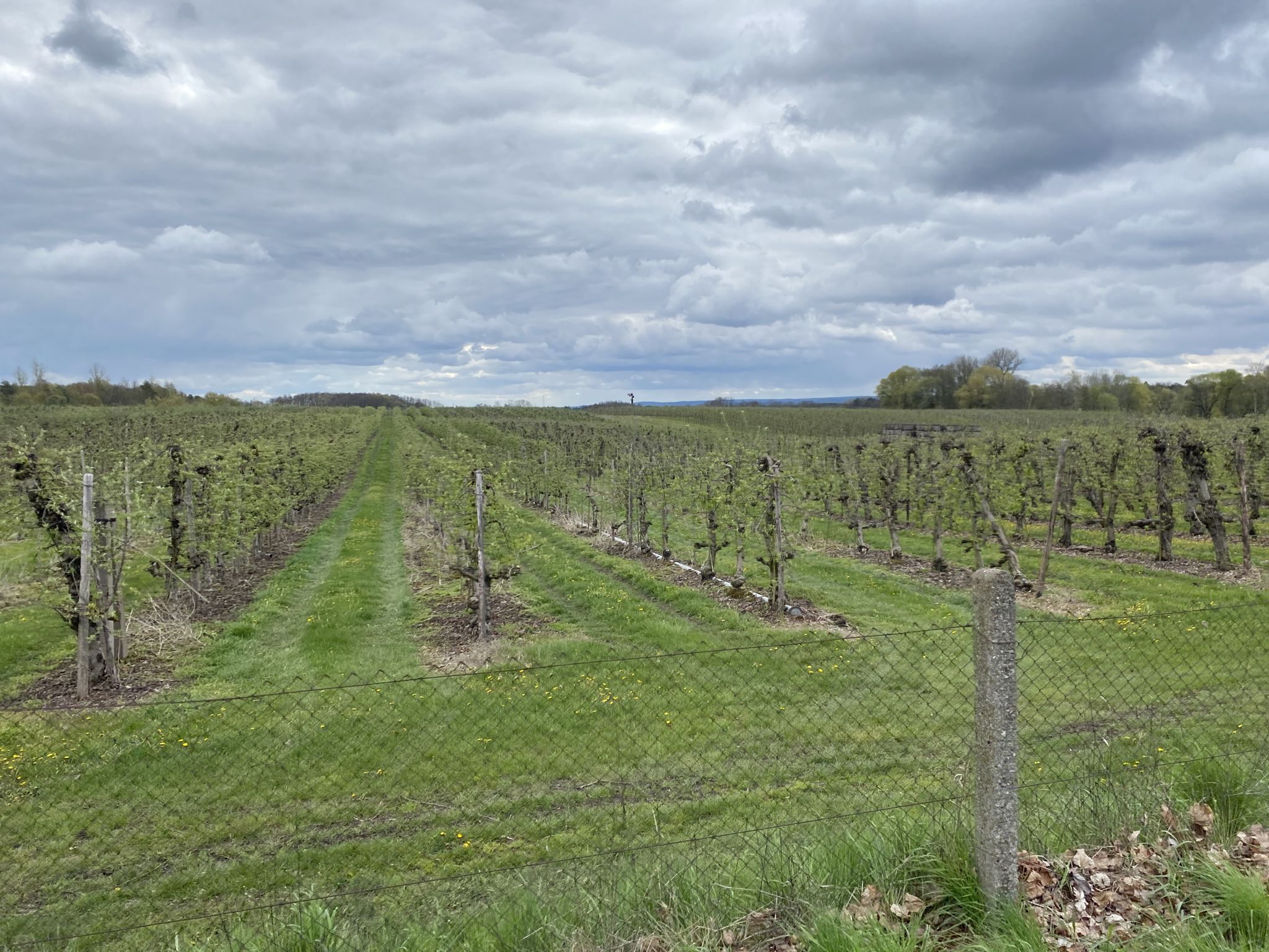 und vorbei an Obstplantagen