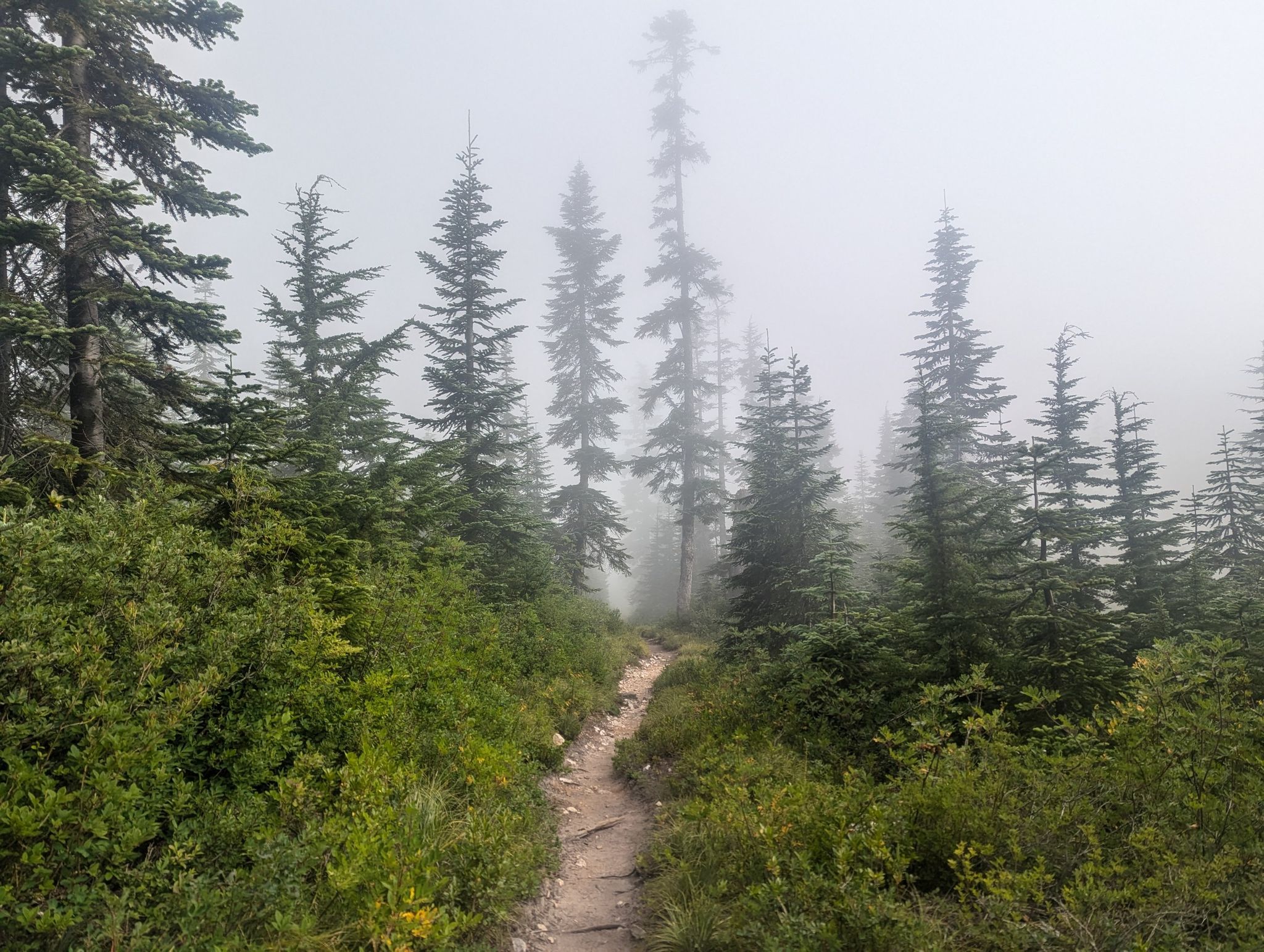 A narrow dirt path winding through a foggy evergreen forest. - Mount Hyak loop via Forest Road loop