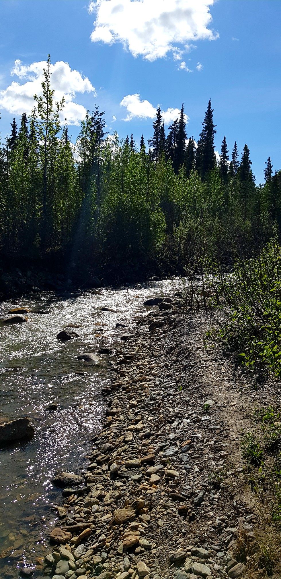 A rocky river flows beside a forest under a bright, partly cloudy sky. - Roadside Trail Loop