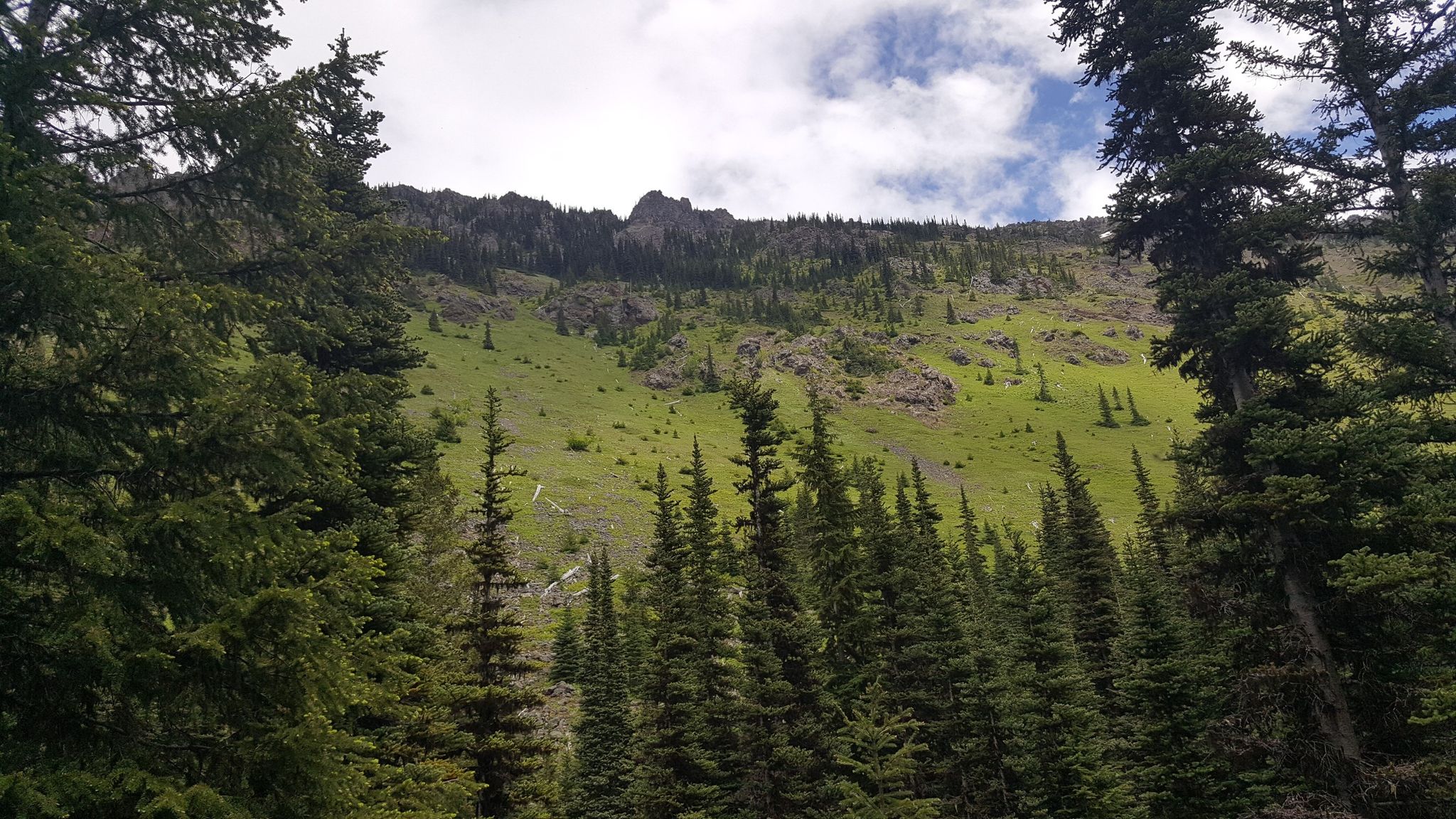 Lush green mountain slope with scattered trees under a cloudy sky. - Tull Canyon Trail via Tubal Cain Trail