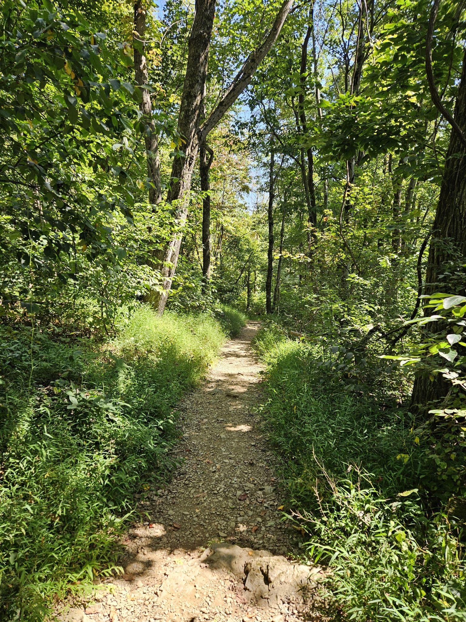 Sunlit dirt path winding through a dense, vibrant green forest. - South River Falls Loop