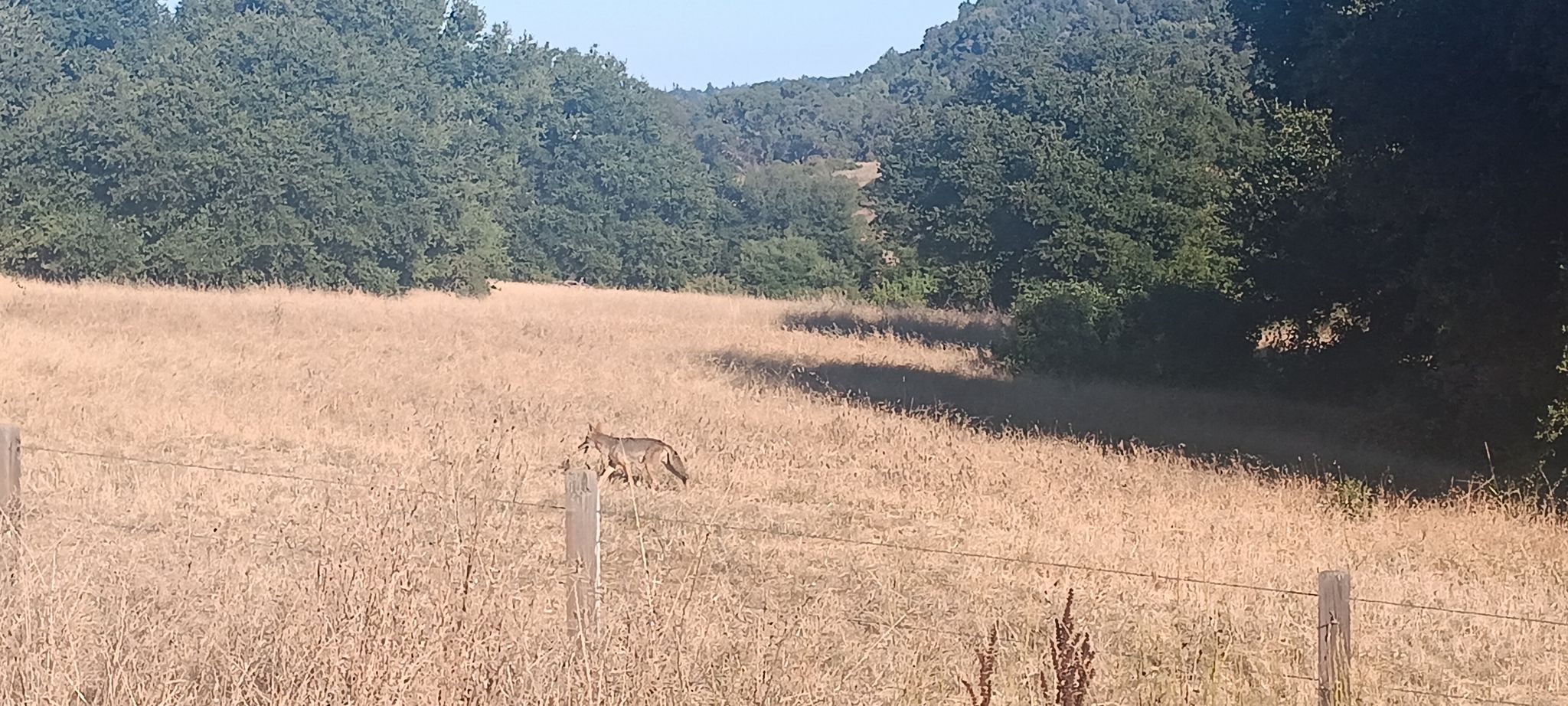 A coyote walks through a dry, sunny field near a fence. - Portola Valley & Los Altos loop from Stanford