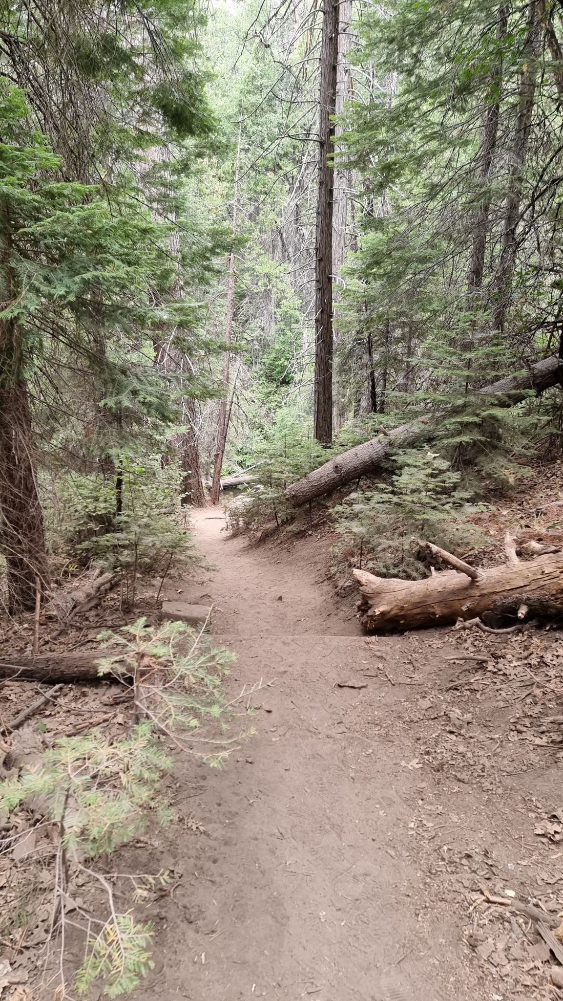 A dirt path leads through a dense, shaded forest with fallen tree trunks. - Lewis Creek Trail to Red Rock Falls