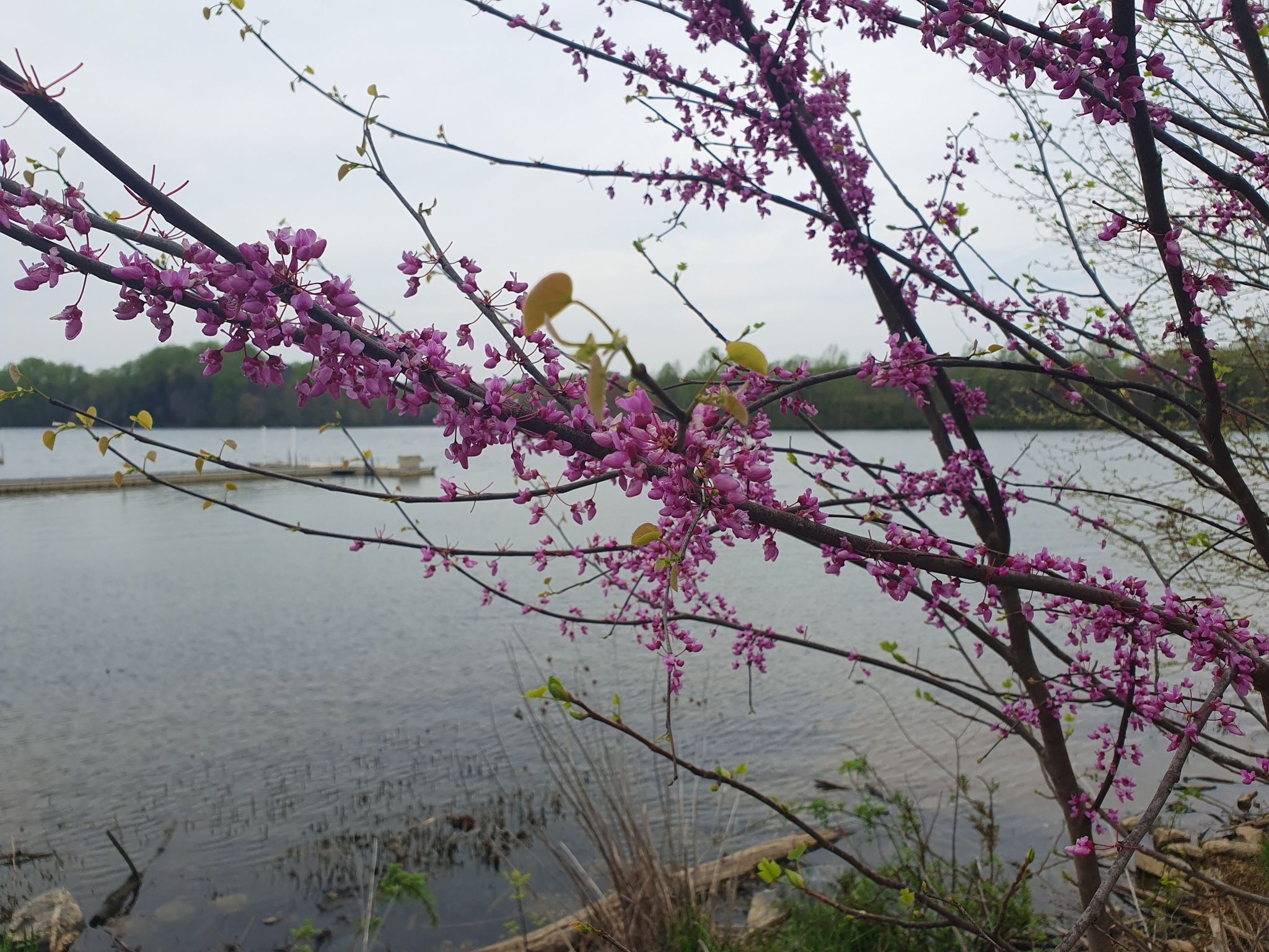 Pink blossoms on tree branches frame a calm lake with distant docks. - Little Seneca Lake loop from Little Seneca Lake