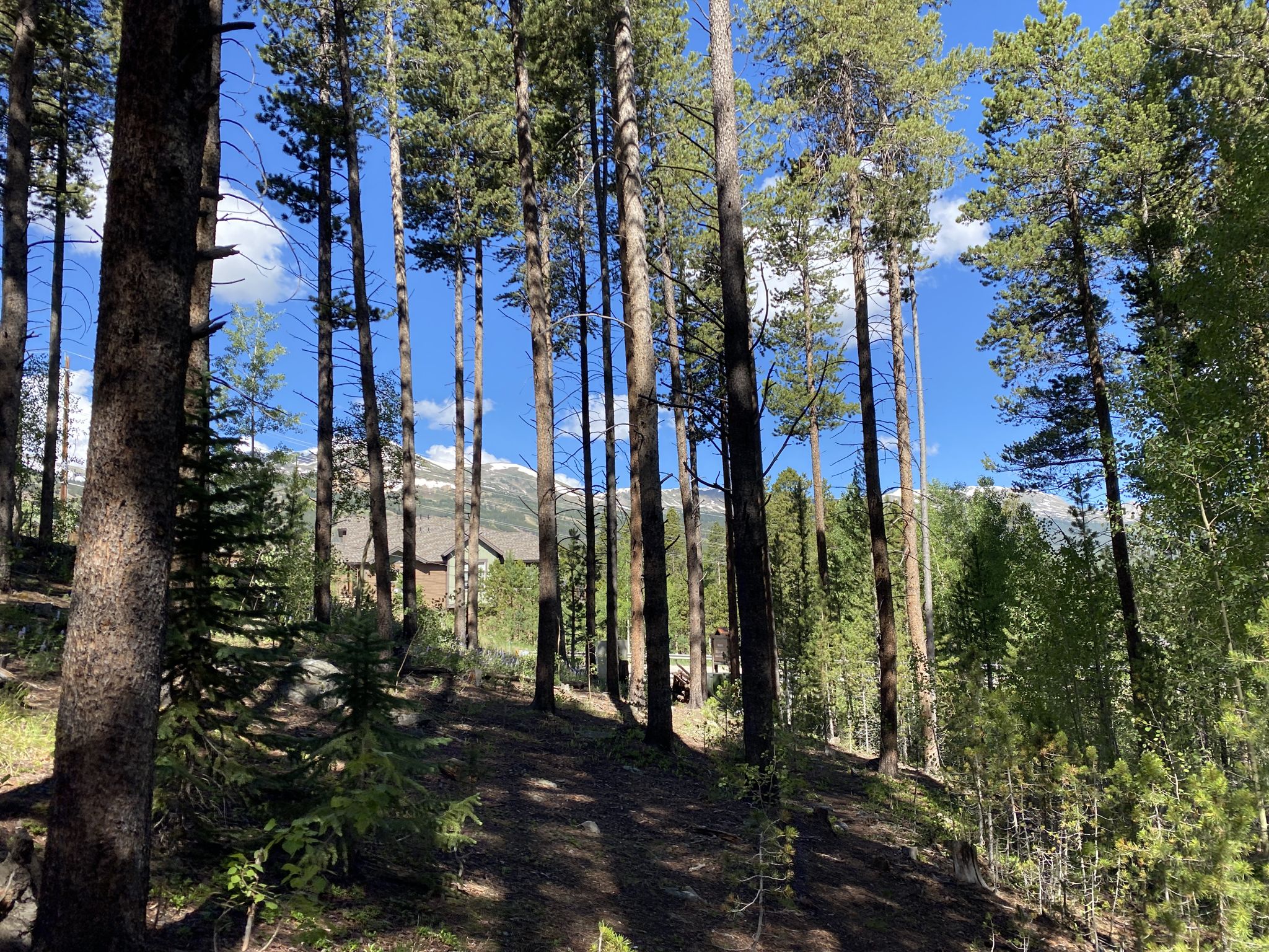 Tall pine trees on a sunny slope, with distant mountains visible through the foliage. - Baker's Tank Loop Trail