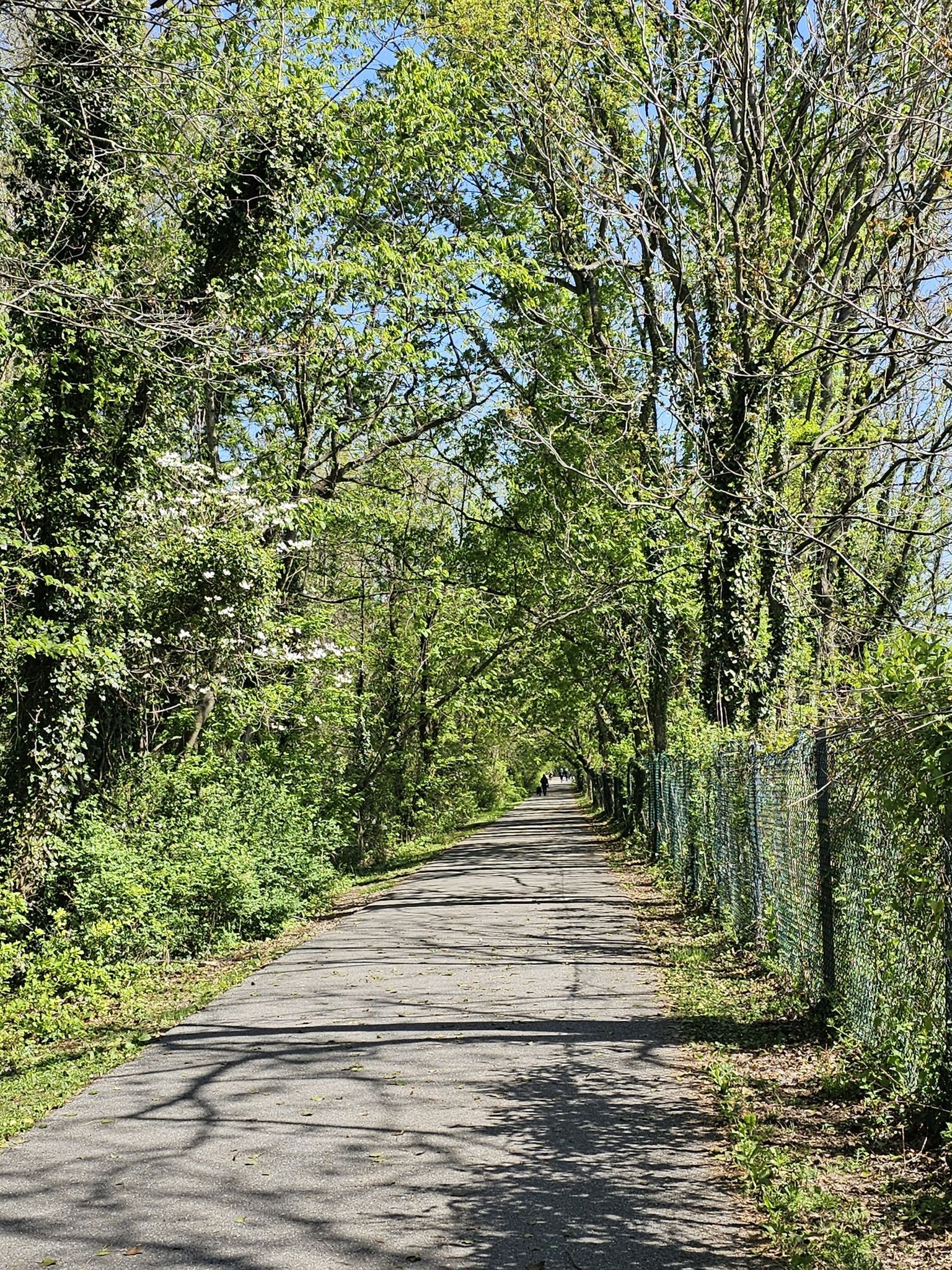 Paved path through a tunnel of green trees, with a fence. - Huckleberry Trail loop from Blacksburg