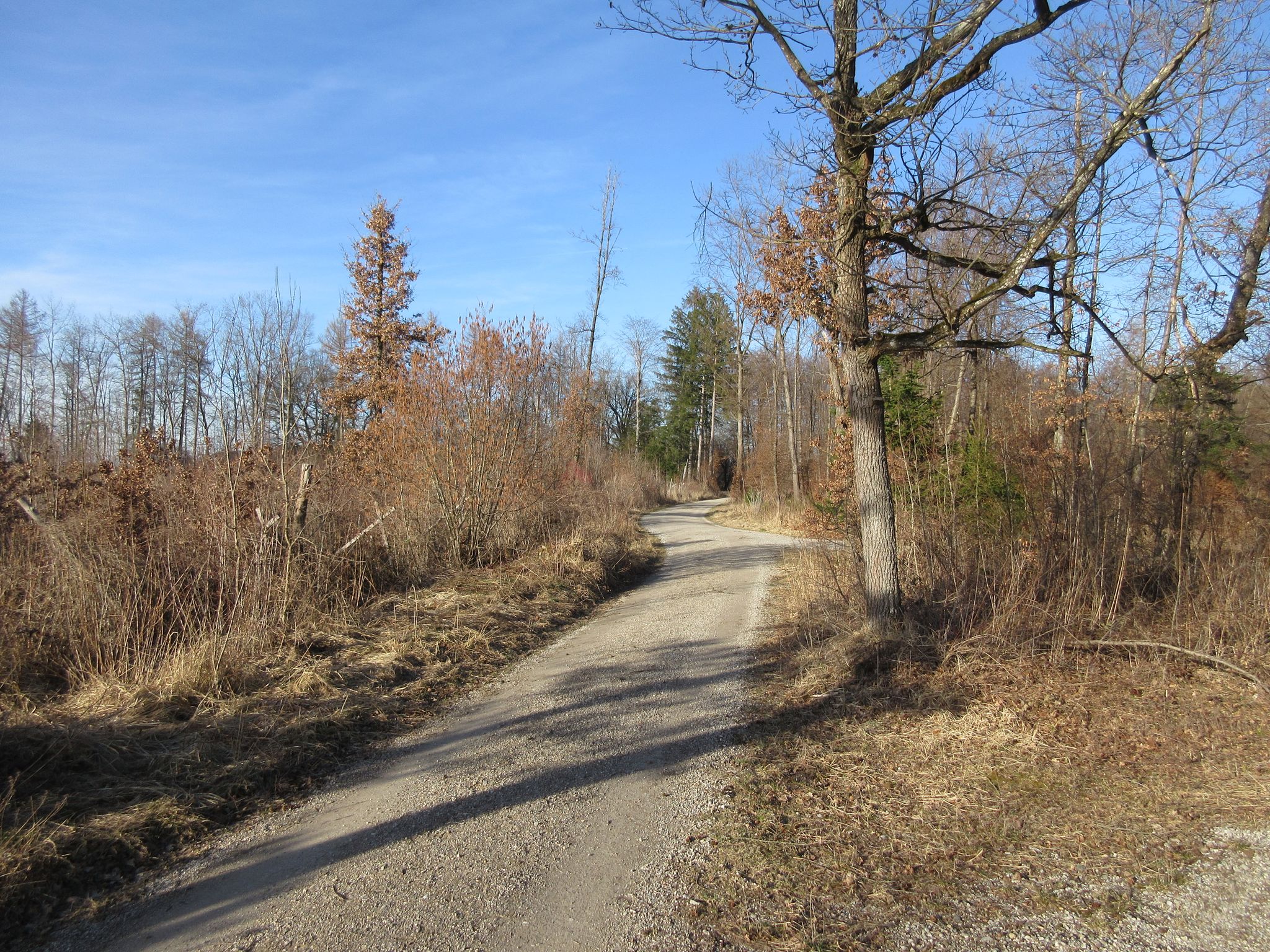 im Plempelholz zwischen Königswiesen und Unterbrunn